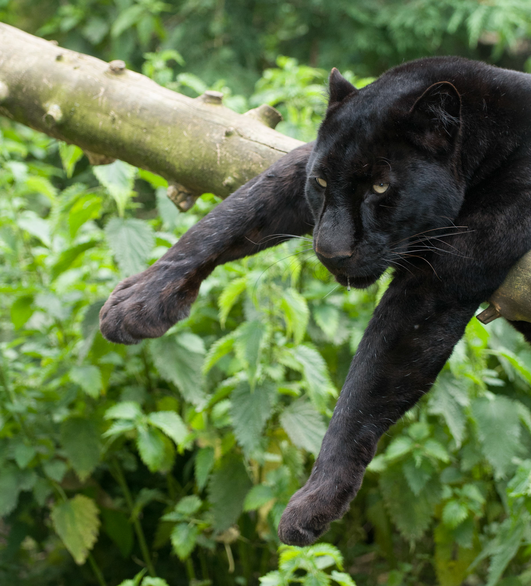 Black Panther at Santago Rare Leopard Project