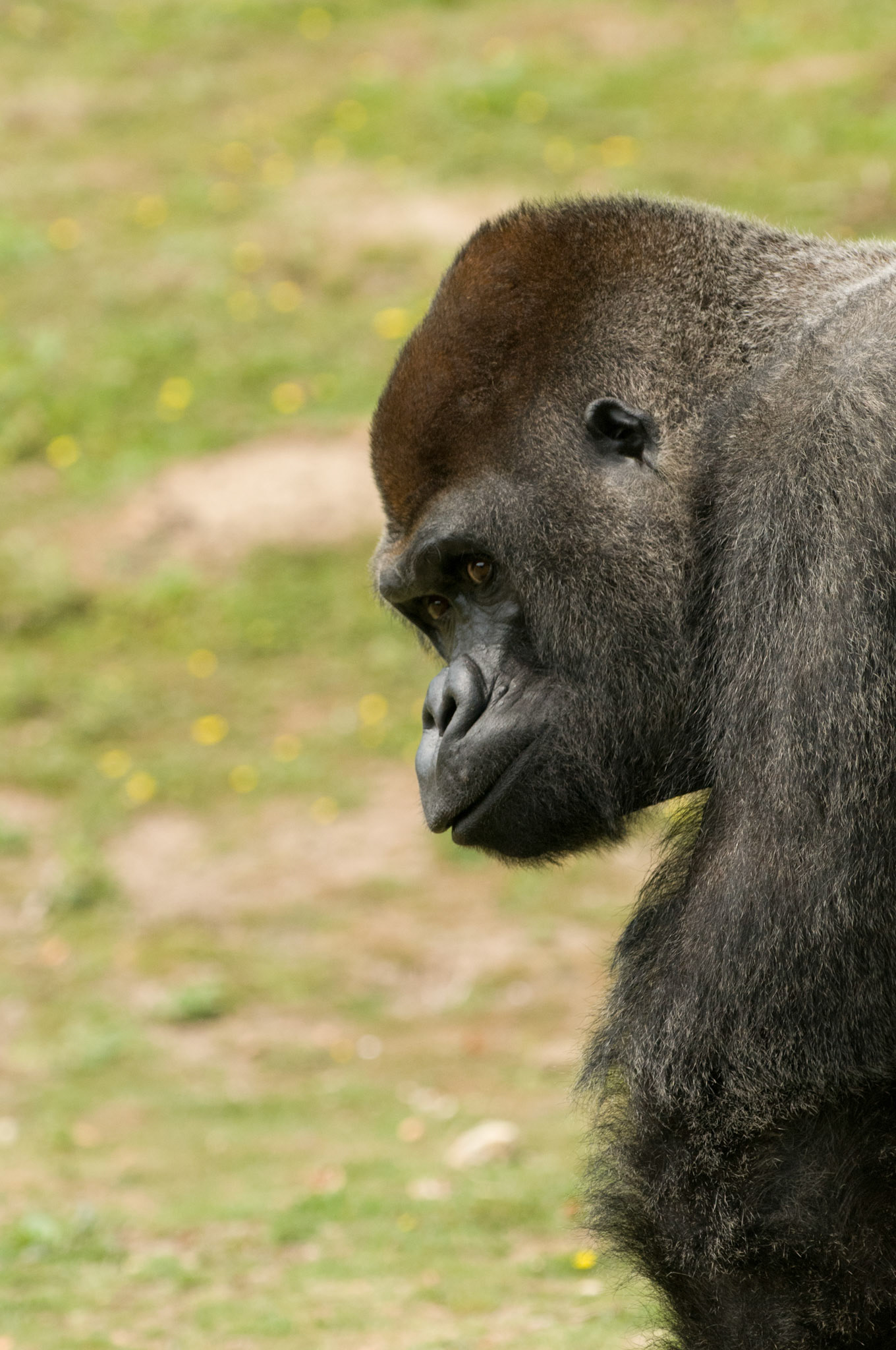 Silverback Gorilla at Port Lympne Wild Animal Park