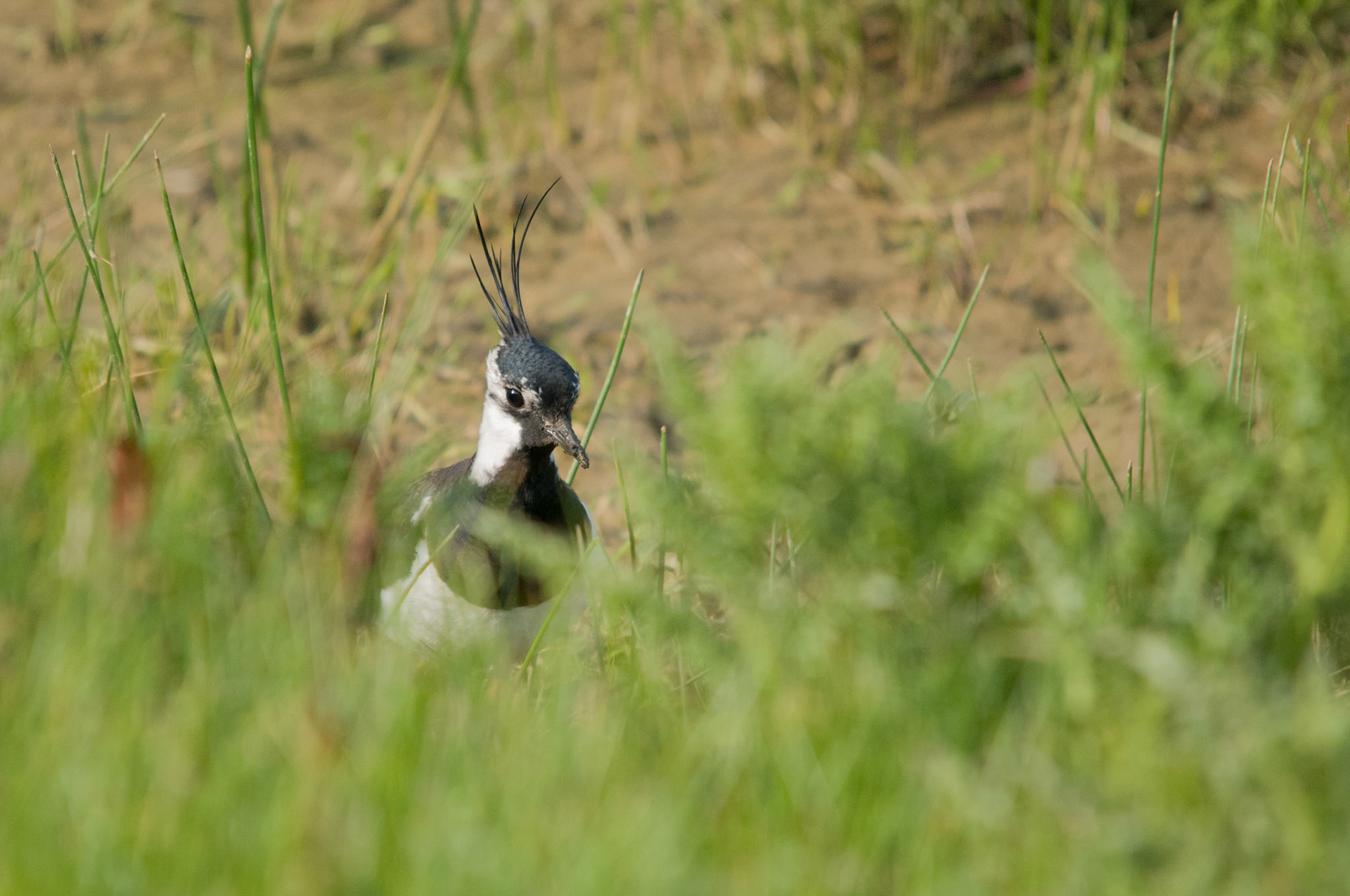 Lapwing at Rutland Water