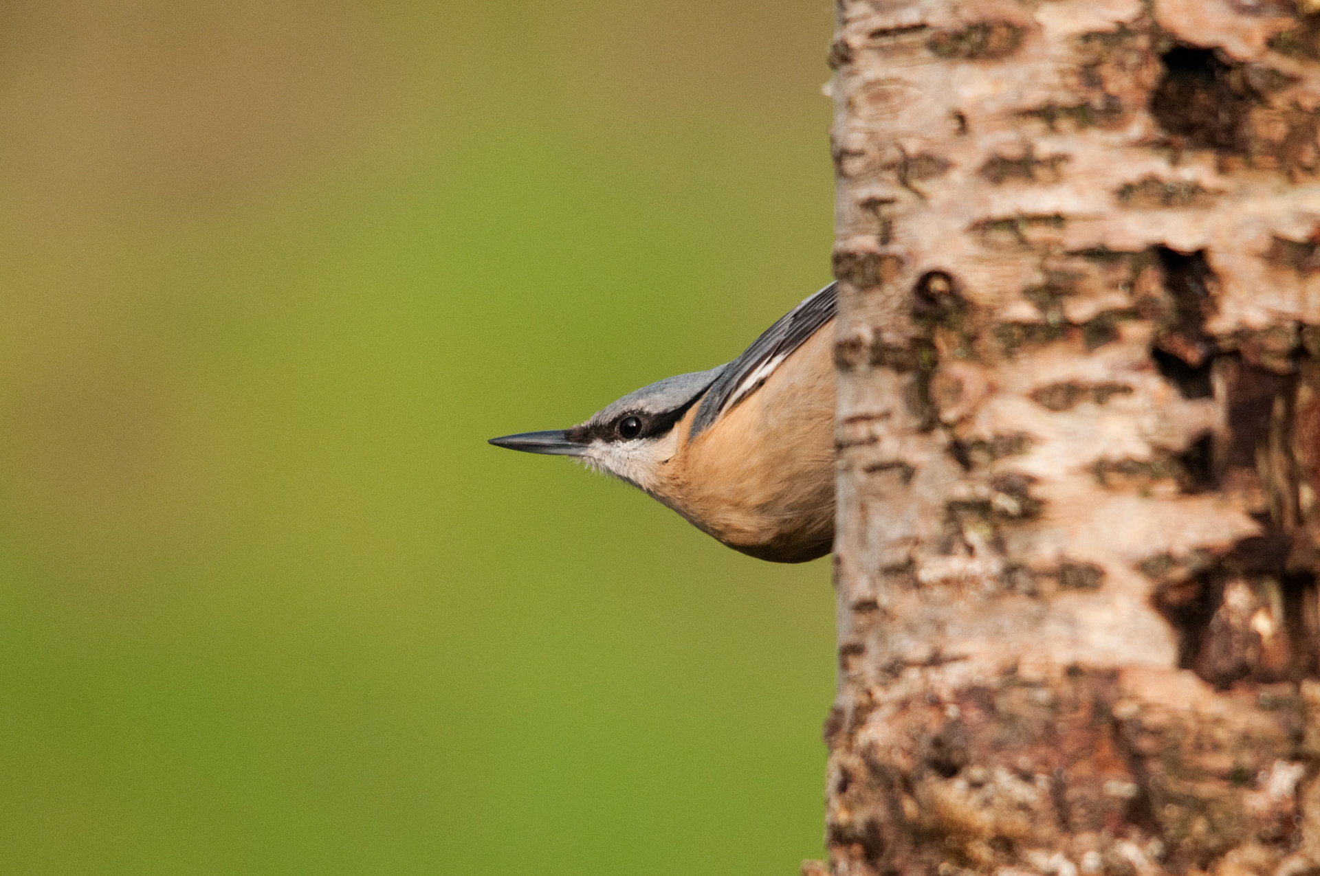 Nuthatch taken at a privately hired hide in South West Scotland