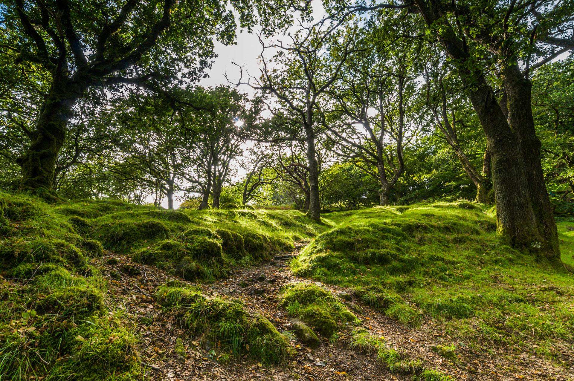 A view through the trees in a small wood in Dartmoor