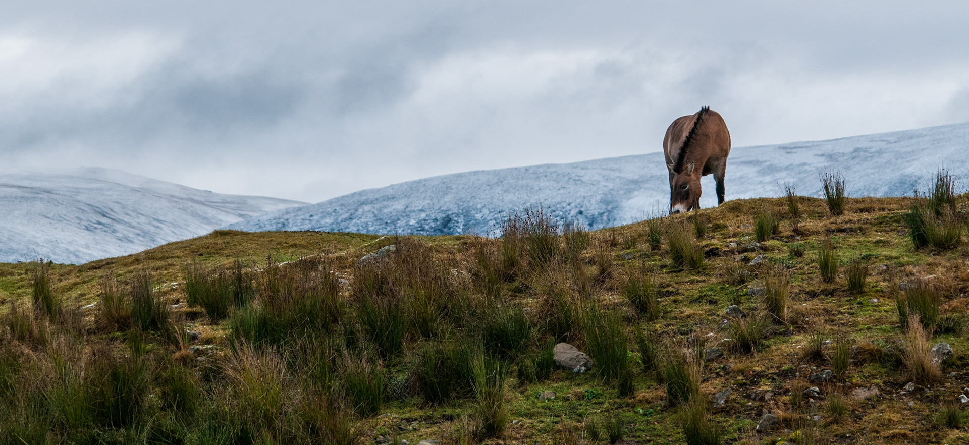 Przewalski's Horse