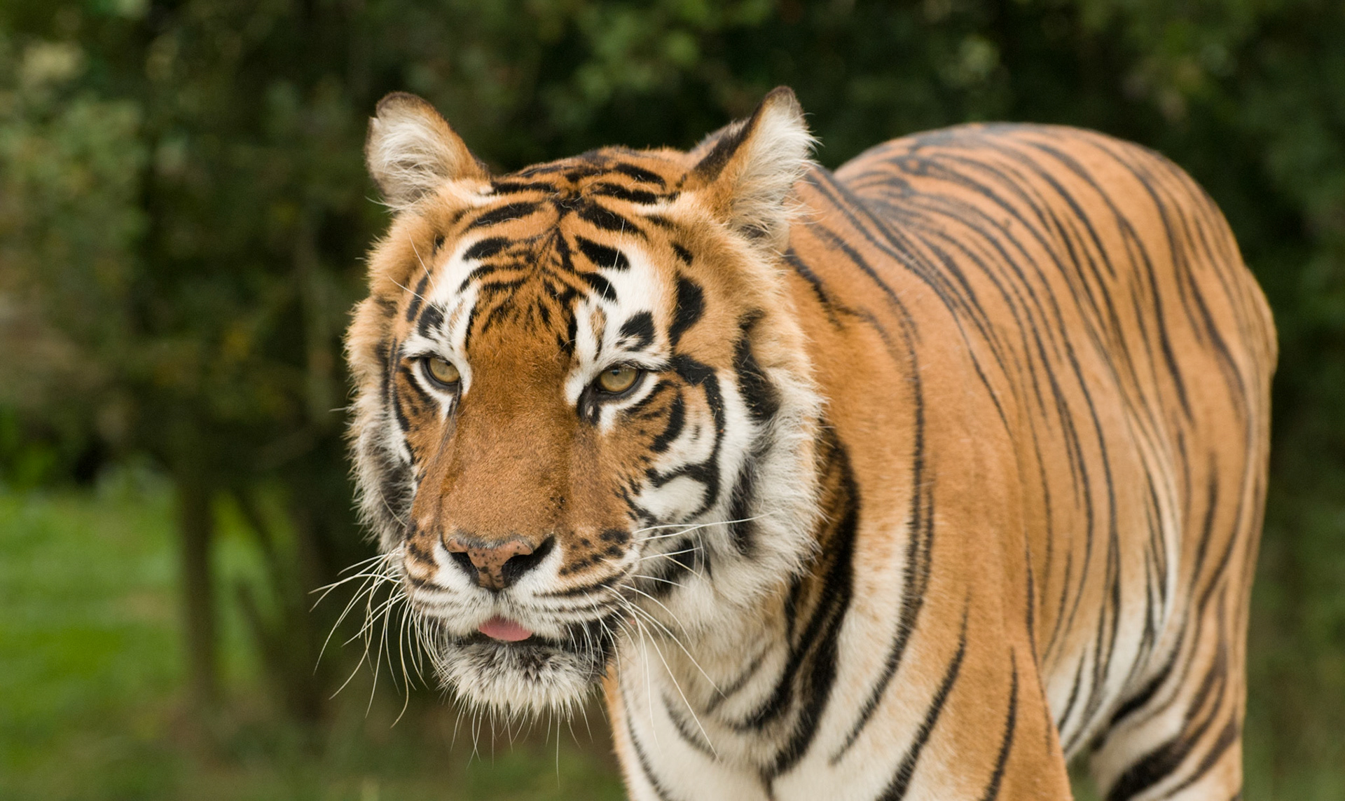 Tiger at Wildlife Heritage Foundation