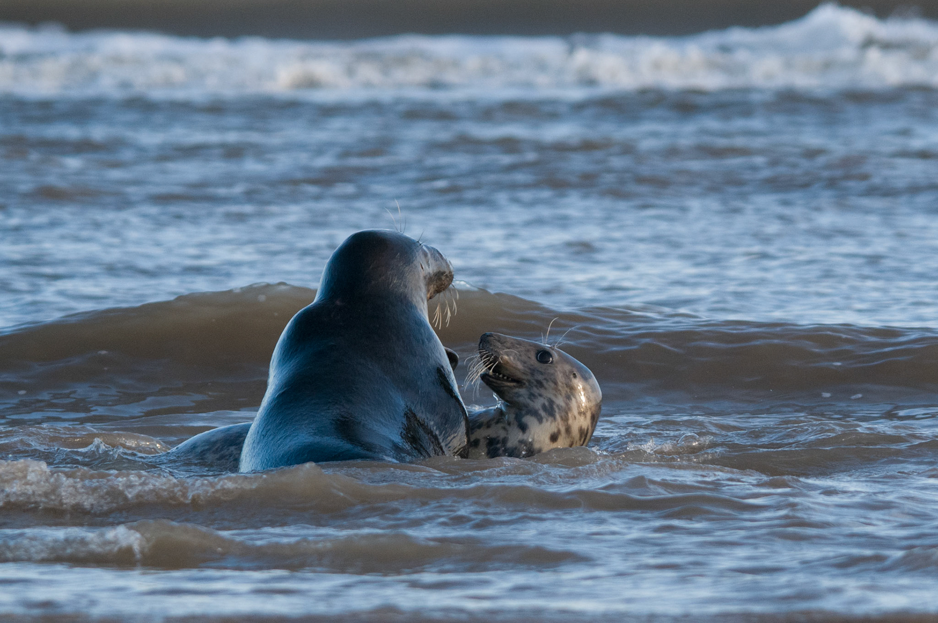 Grey Seals at Donna Nook