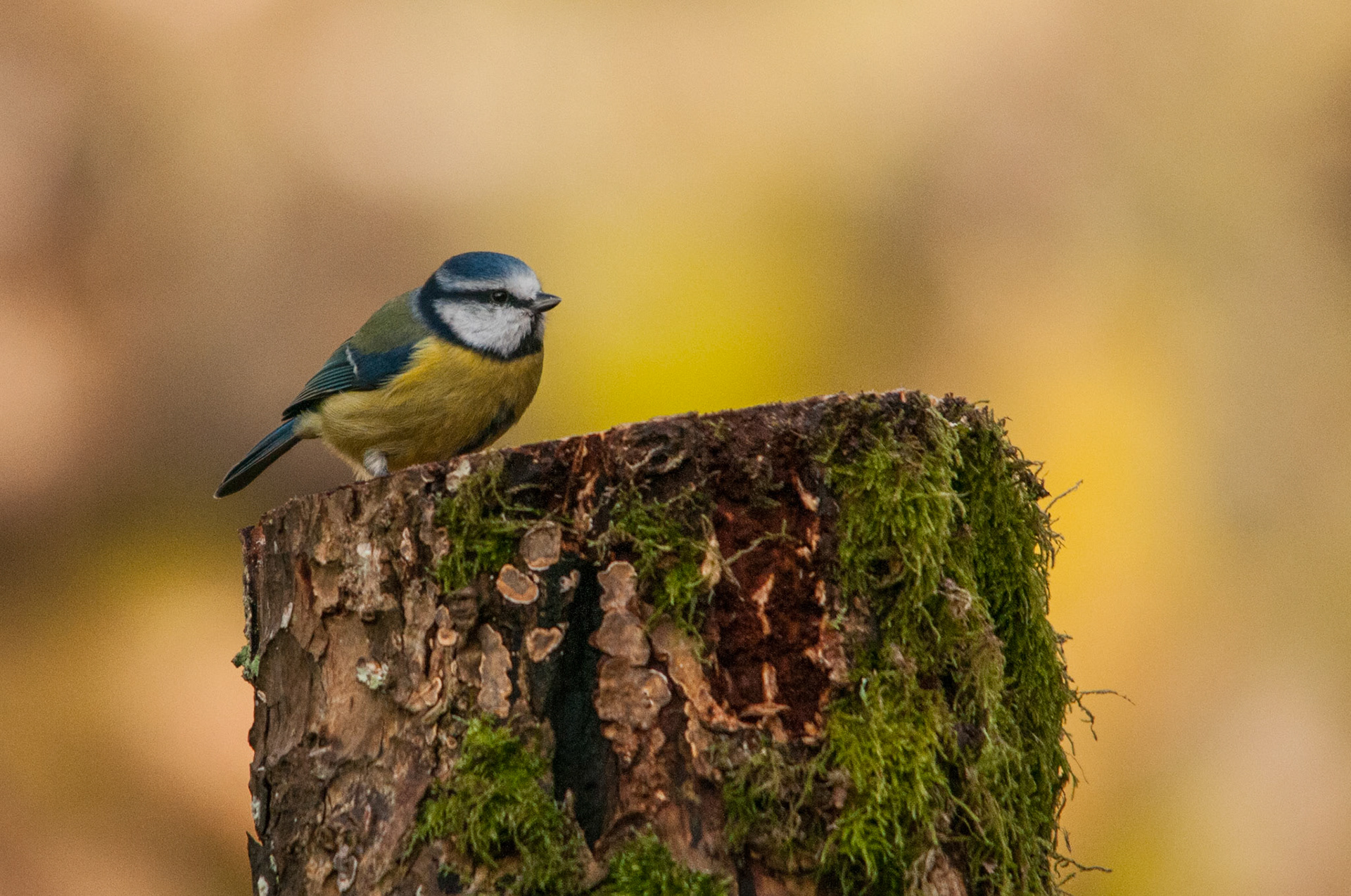 Blue tit taken at a privately hired hide in South West Scotland