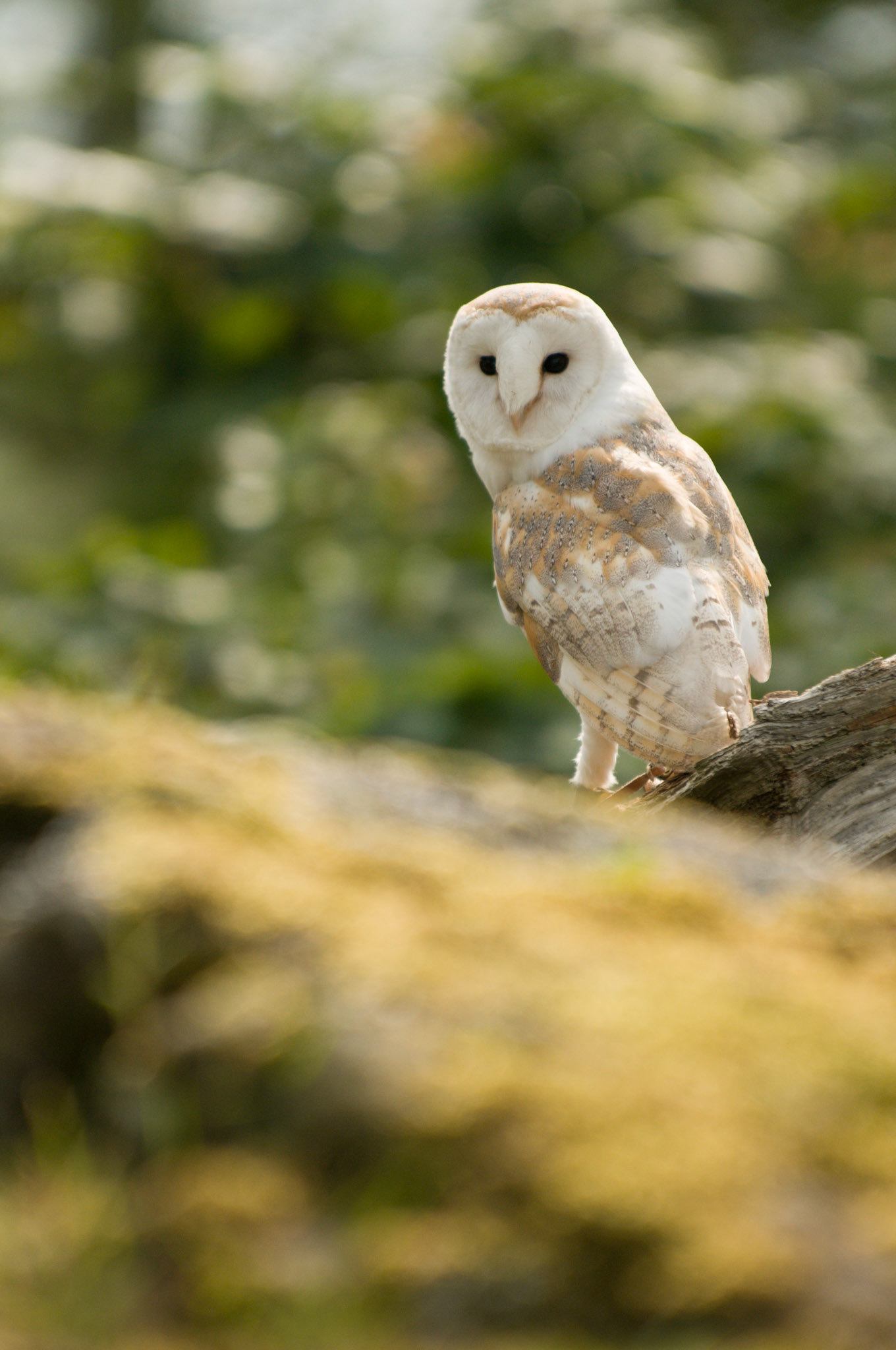 Barn Owl with falconer in Bamburgh