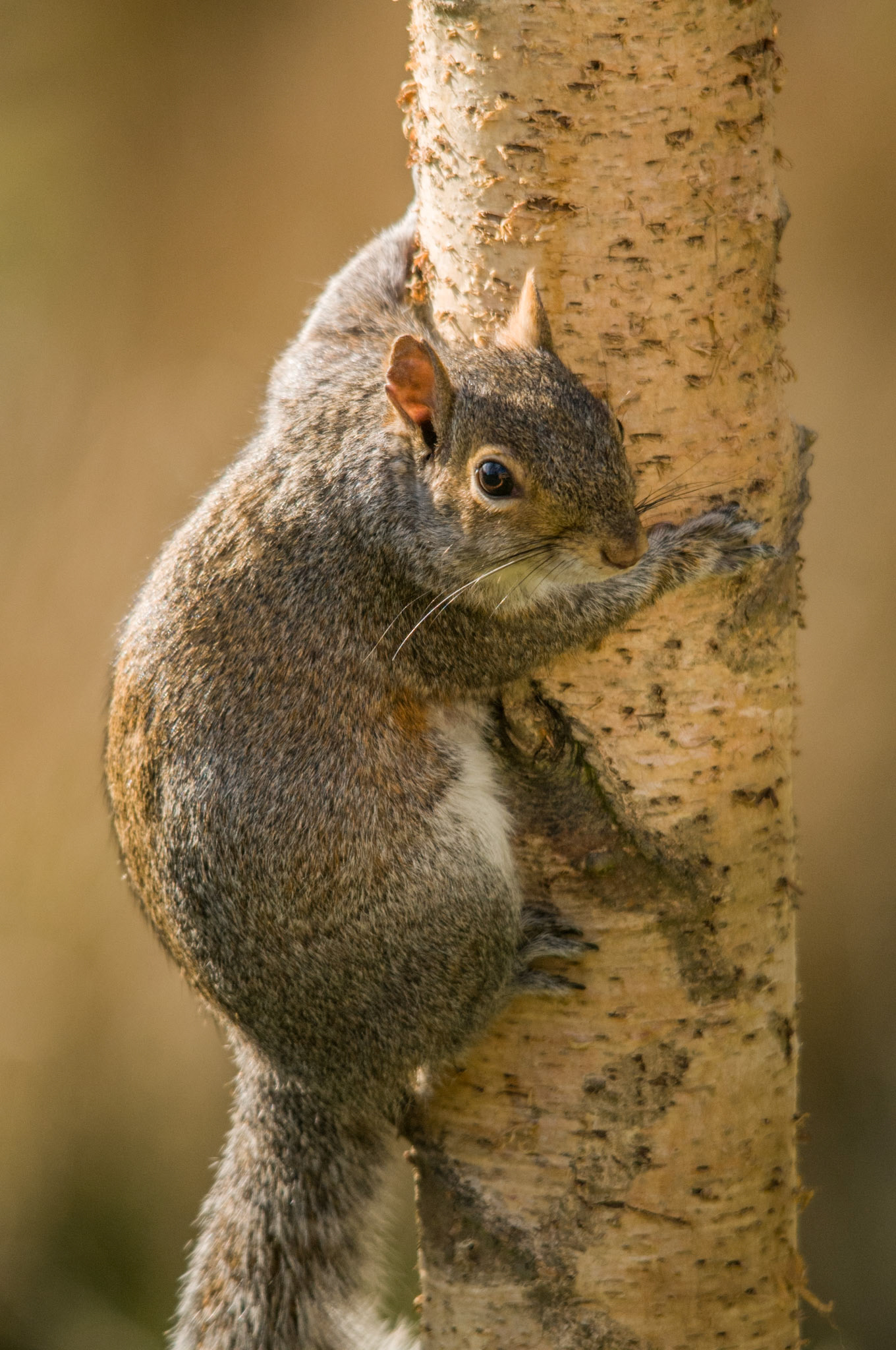 Grey Squirrel at Fineshade Woods