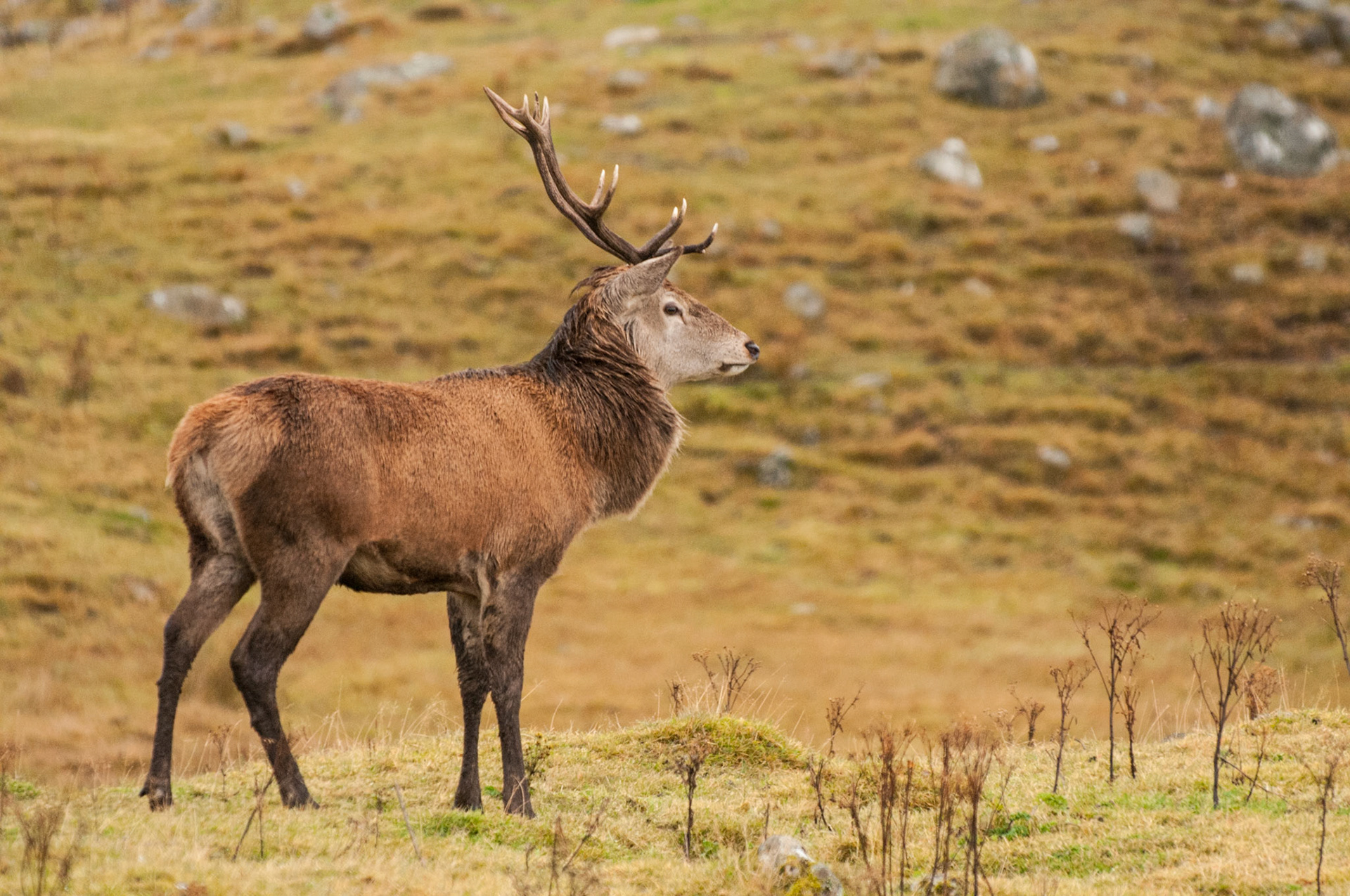 Red Deer Stag