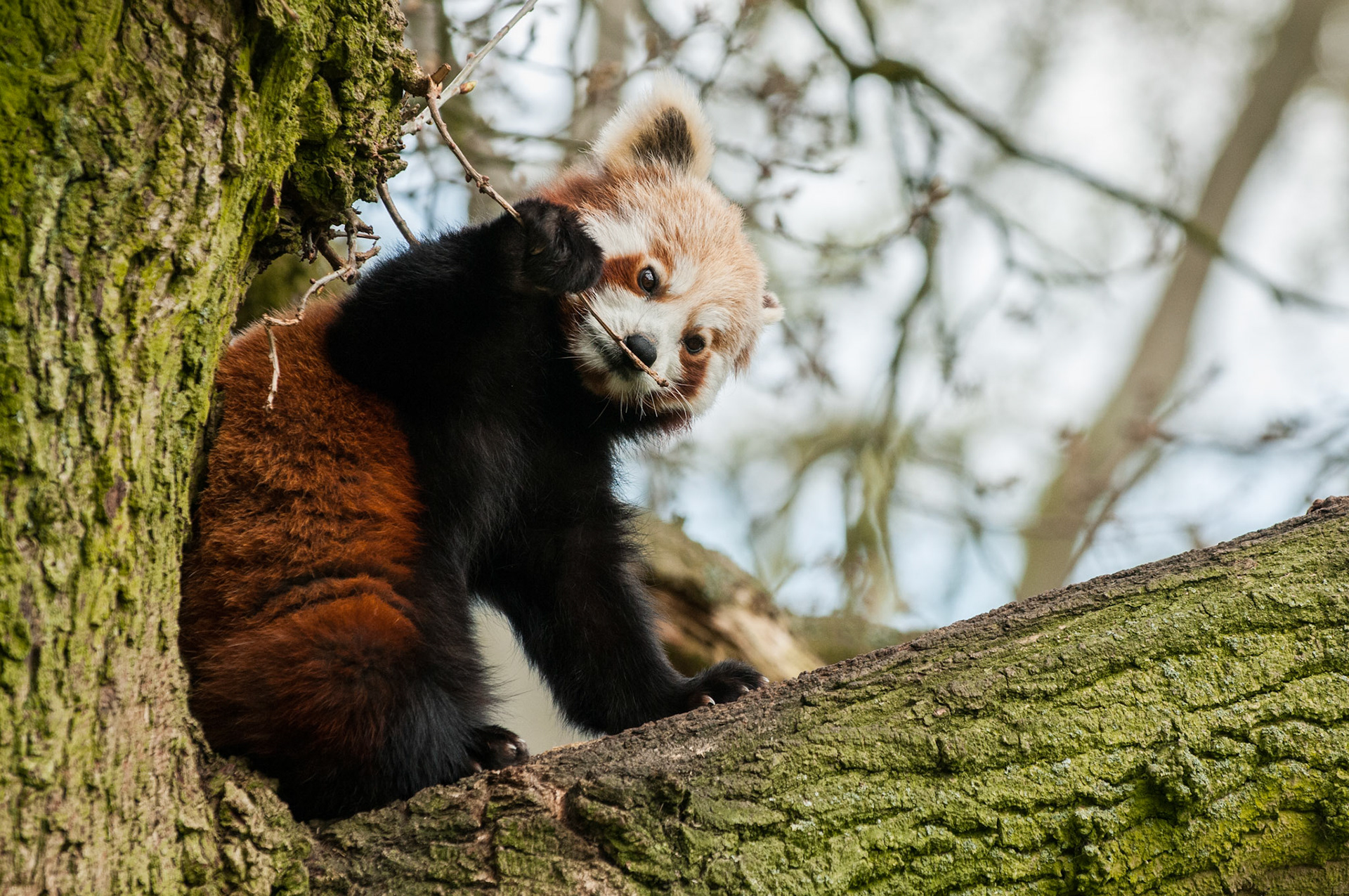 Red Panda