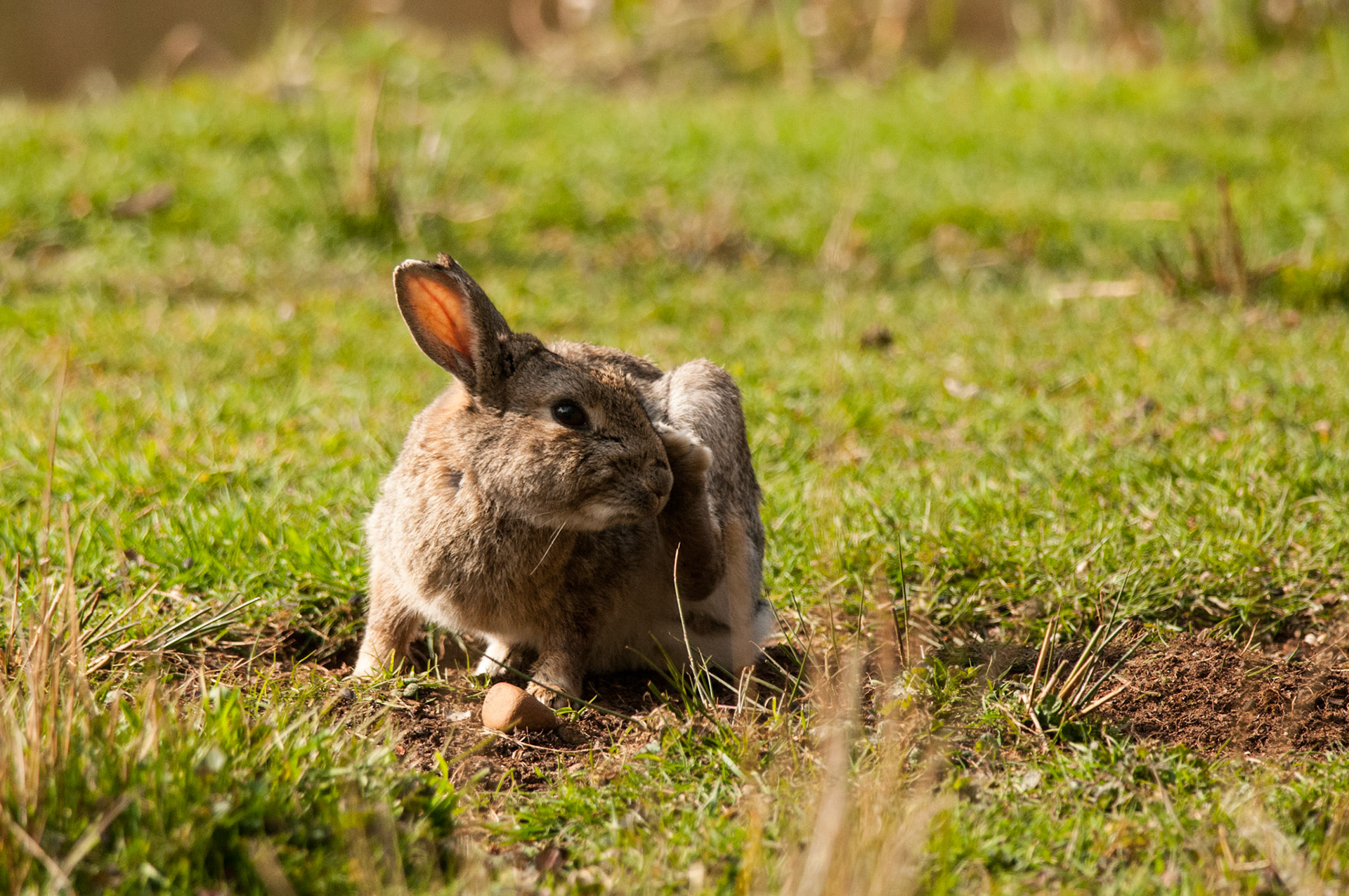 Rabbit at RSPB Sandy
