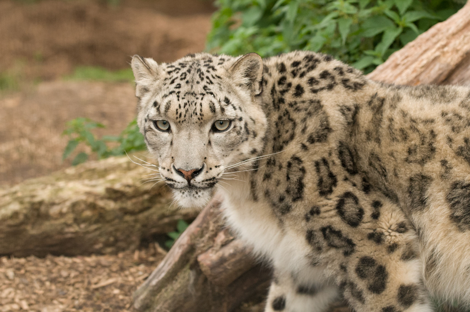 Snow Leopard at the Cat Survival Trust