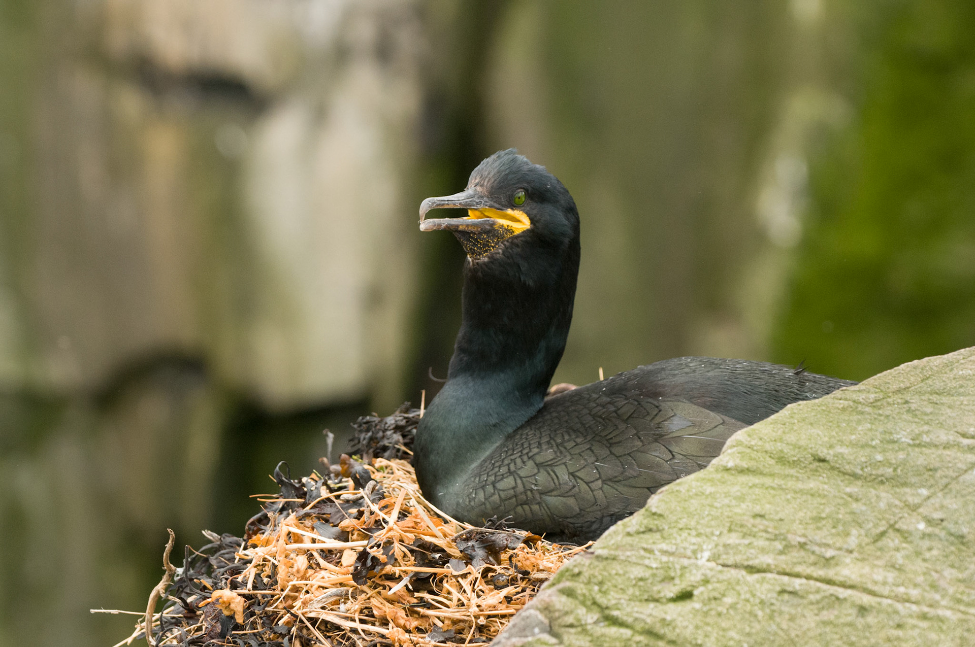 Shag on Staple Island