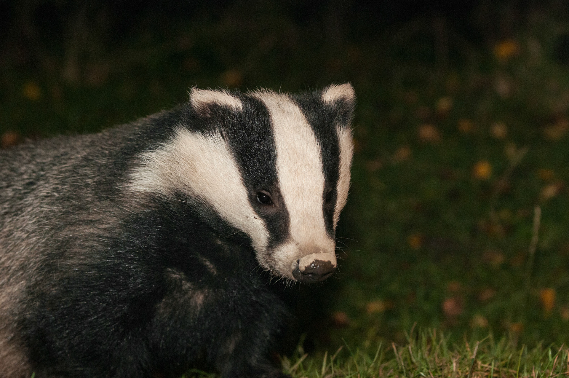 Badger at Speyside Wildlife Hide