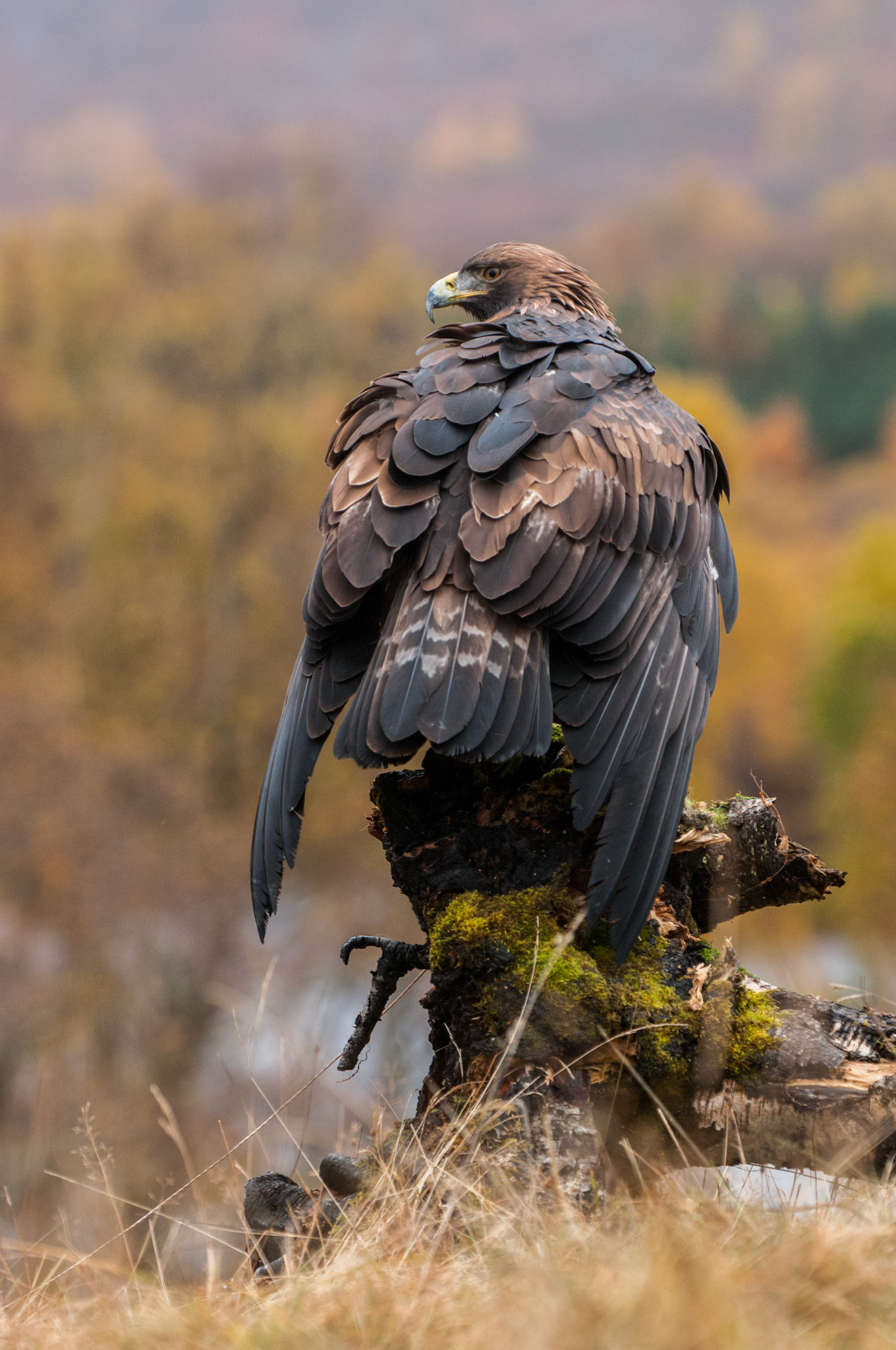 Golden Eagle