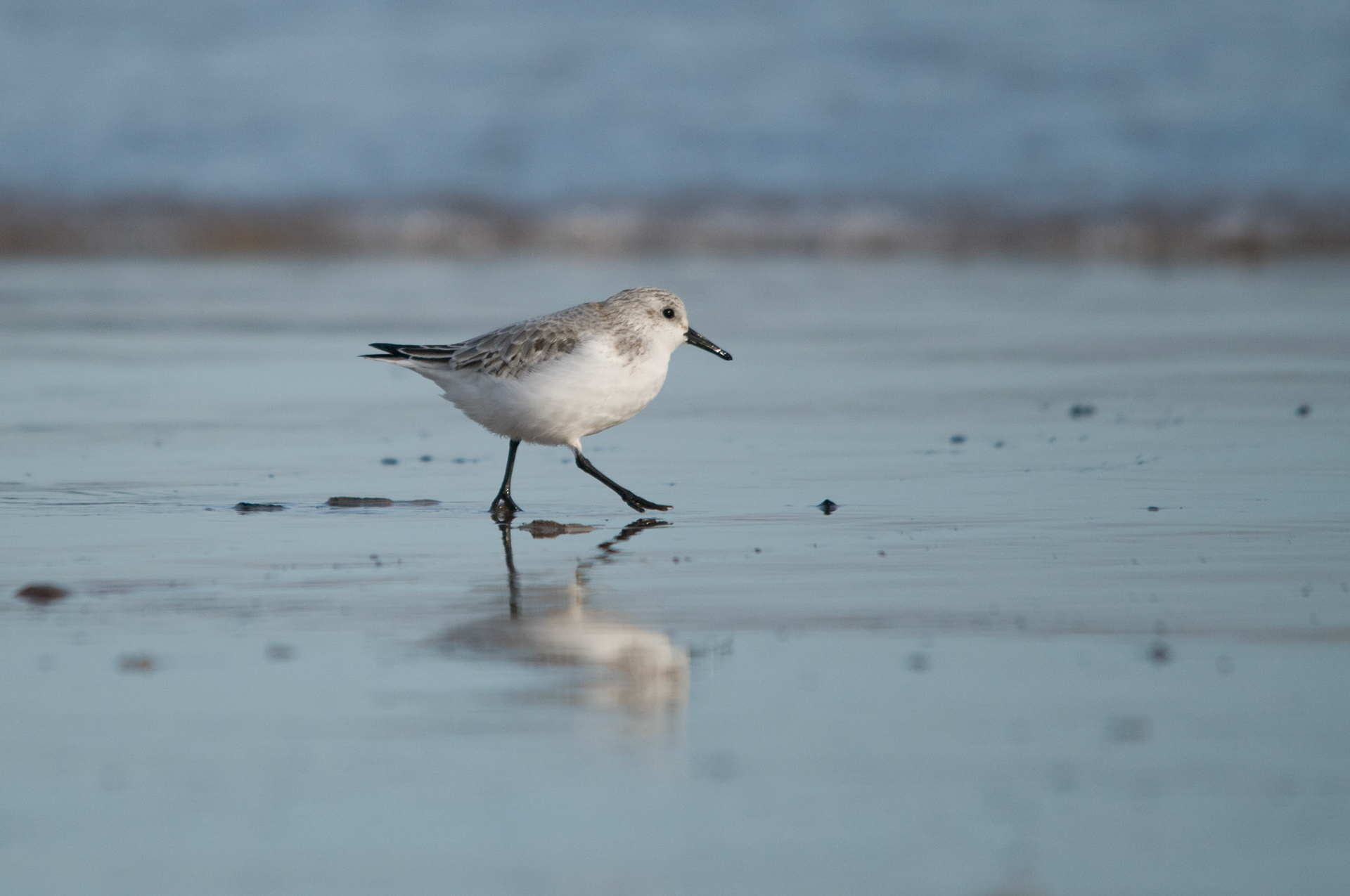 Sanderling at Donna Nook
