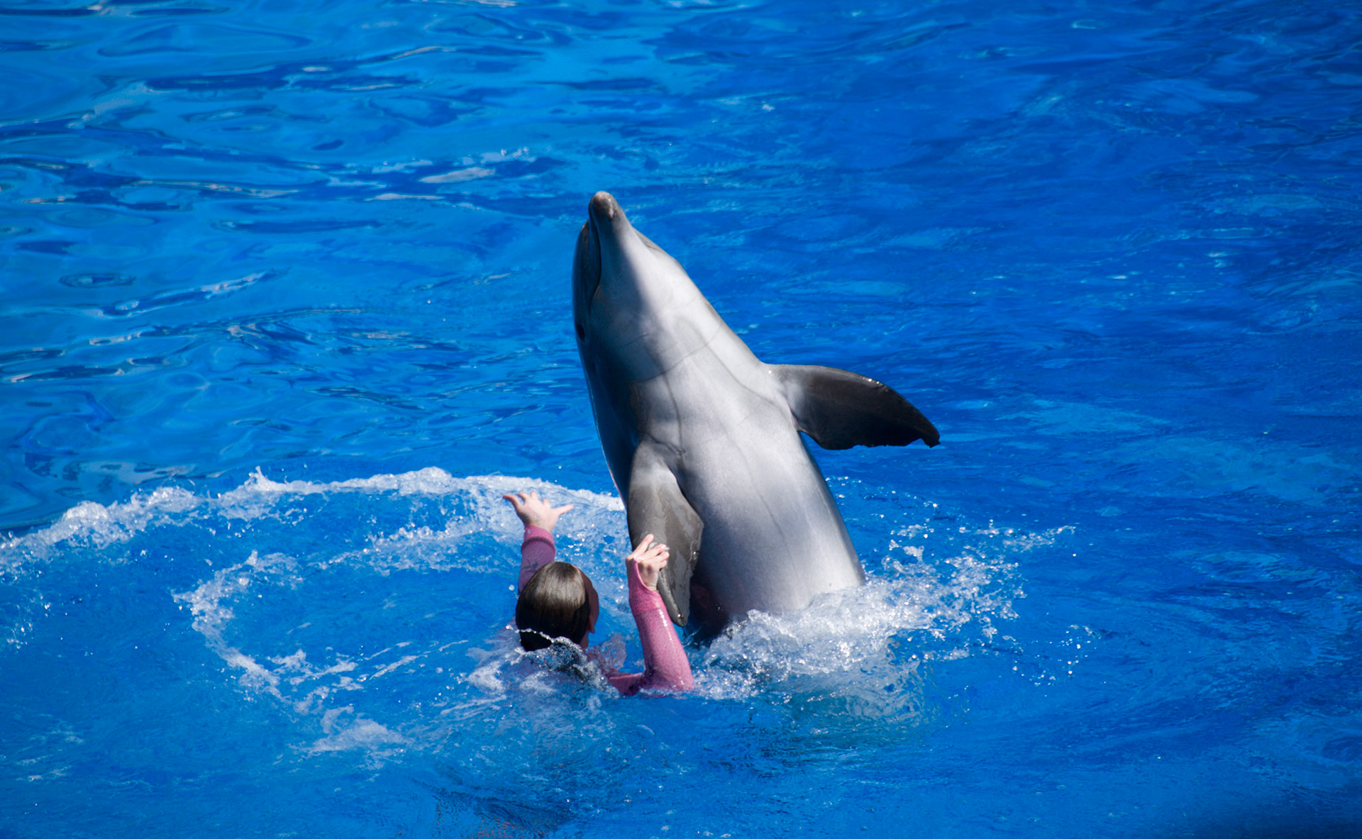 The Blue Horizons show at Seaworld Orlando
