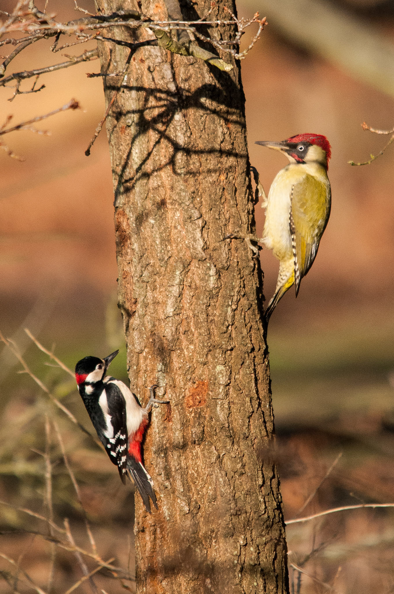 Green and Greater Spotted Woodpecker at Sandy RSPB Reserve
