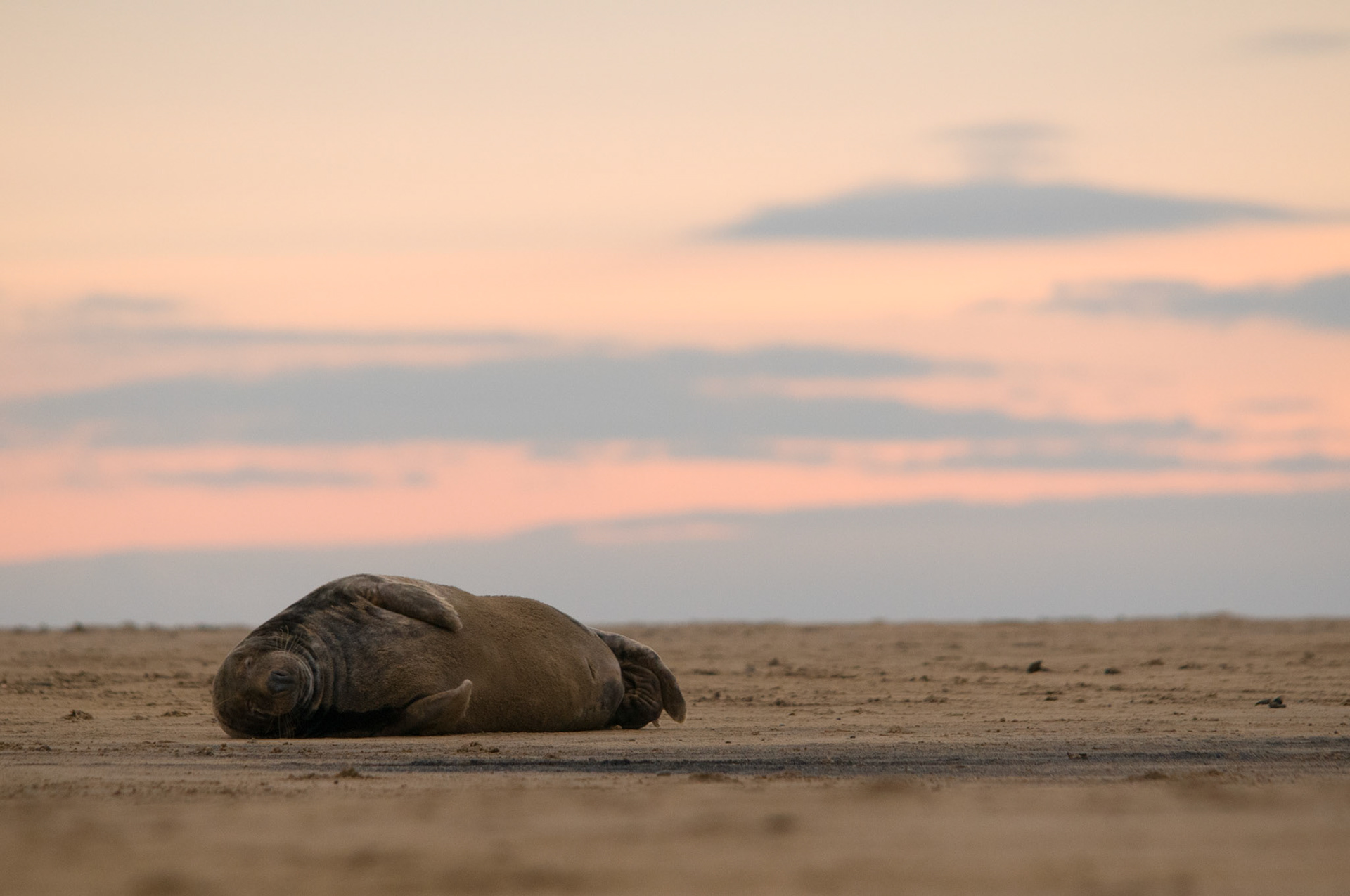 Grey Seal at Donna Nook