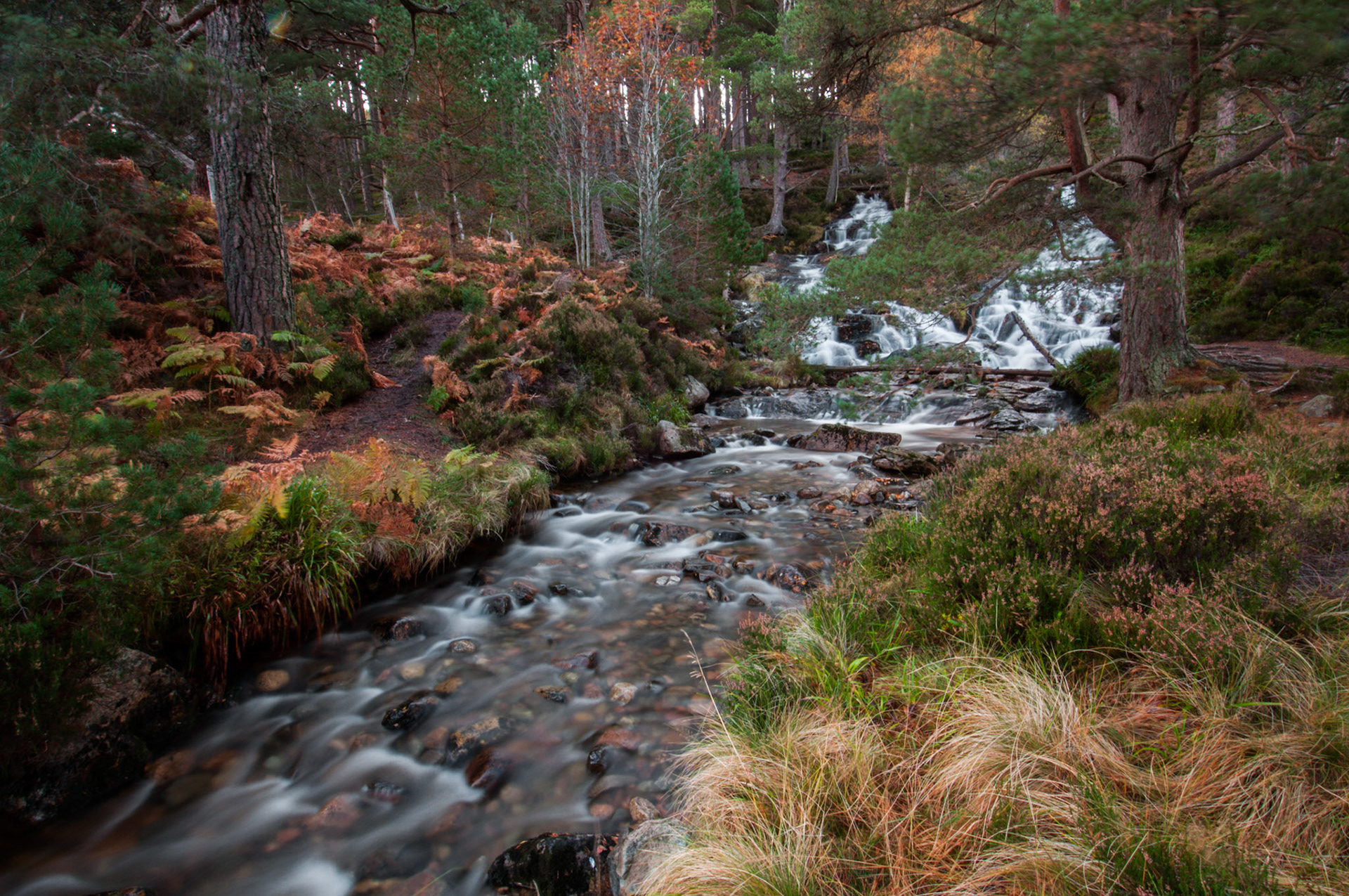 Stream hidden away in Glen Feshie in the Cairngorms