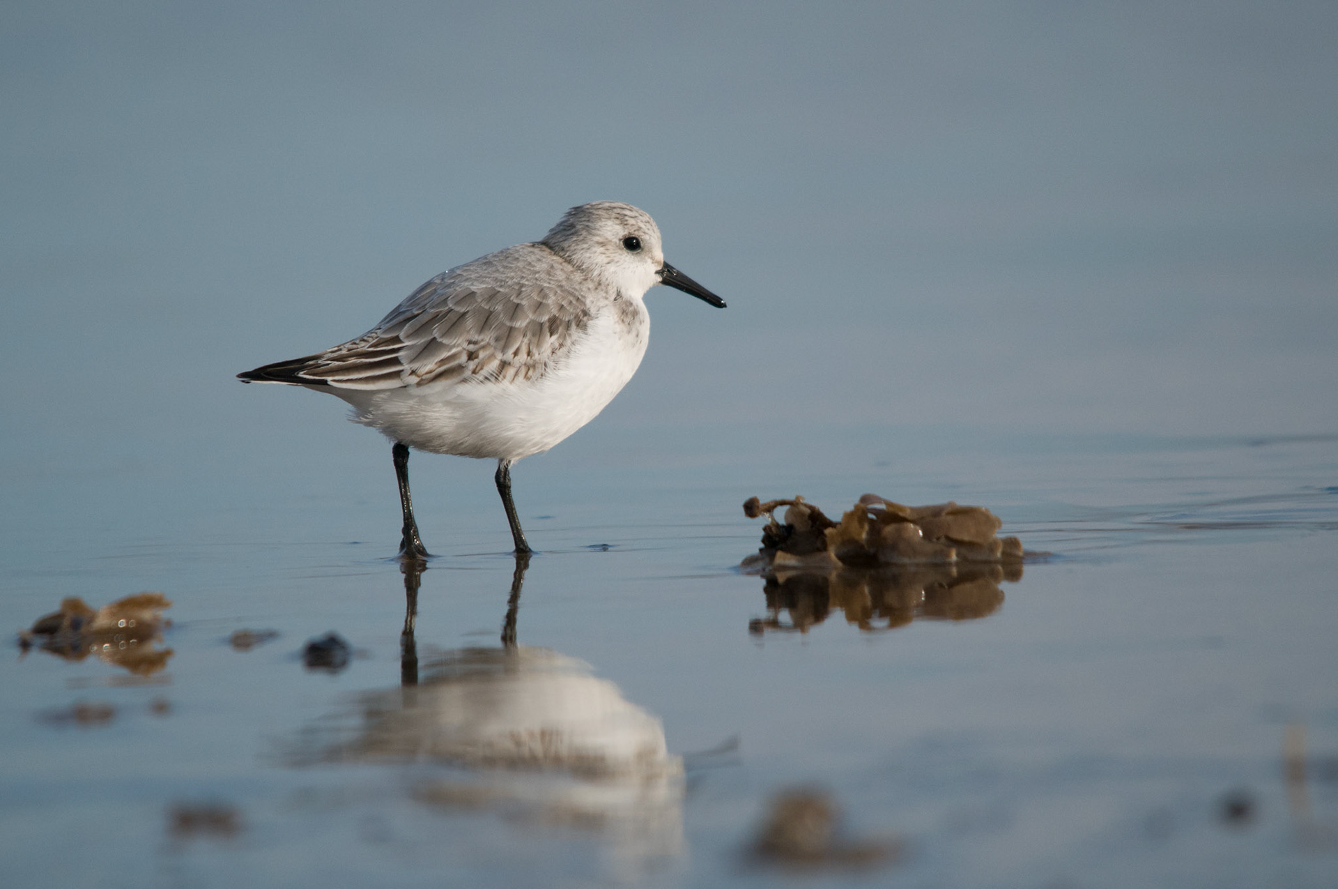 Sanderling at Donna Nook