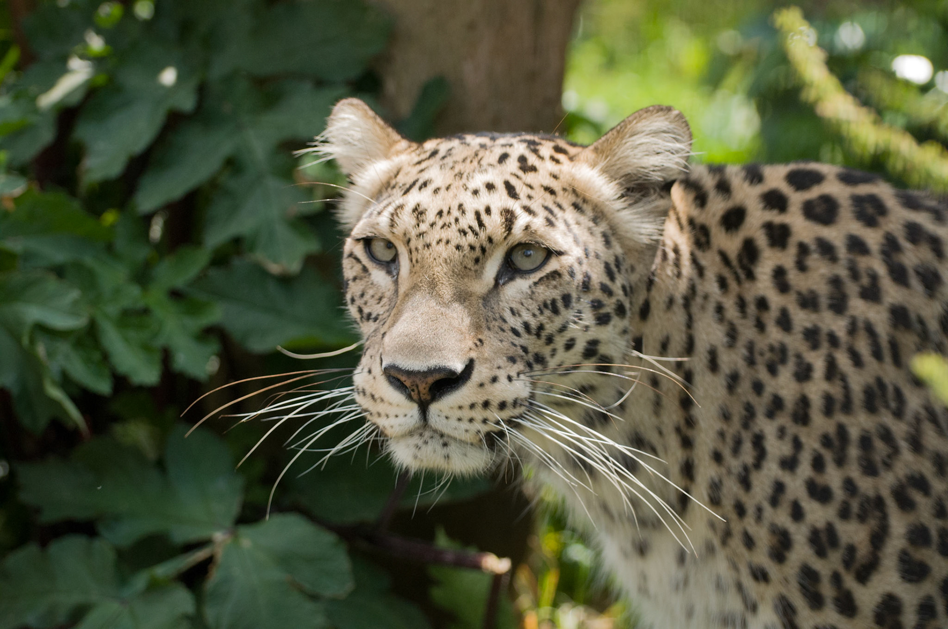 Persian Leopard at Santago Rare Leopard Project