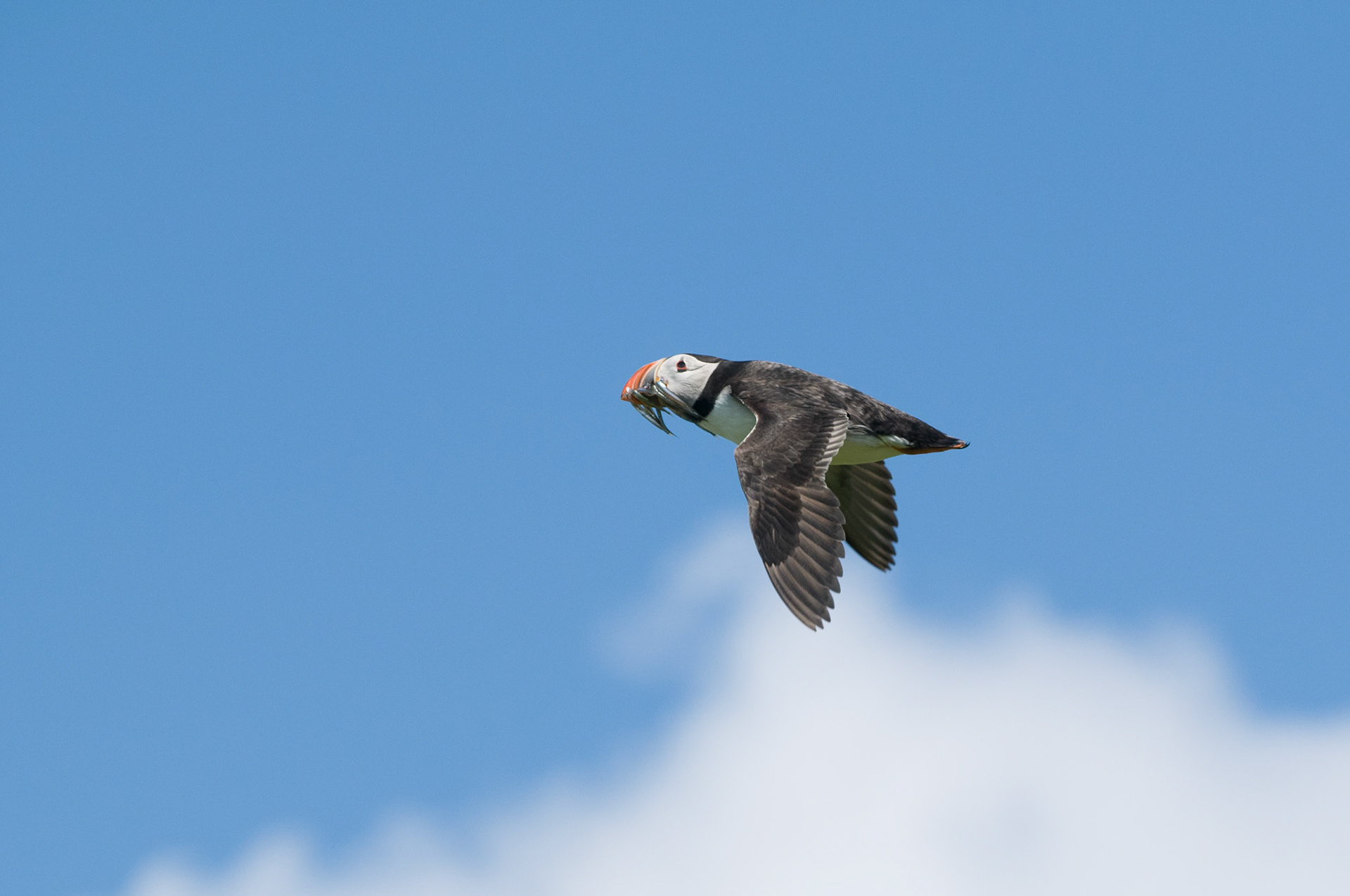 Puffin on Inner Farne