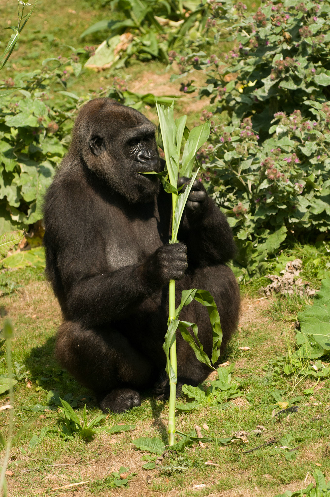 Gorilla at Port Lympne Wild Animal Park