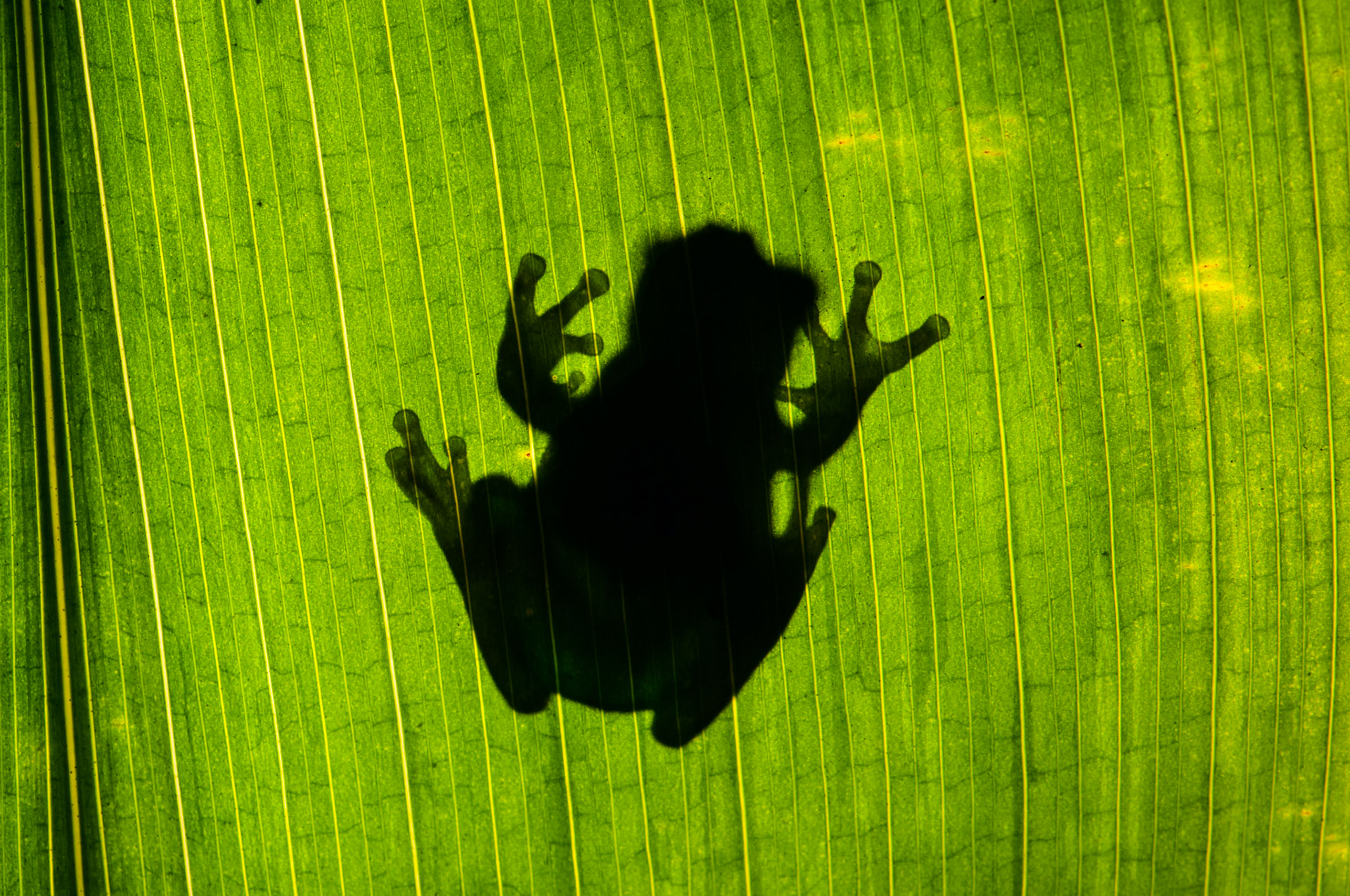Amazon Milk Frog Silhouette