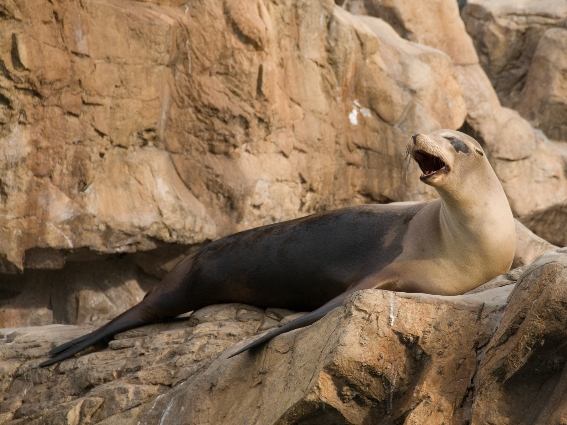 California Sealion at Seaworld Orlando