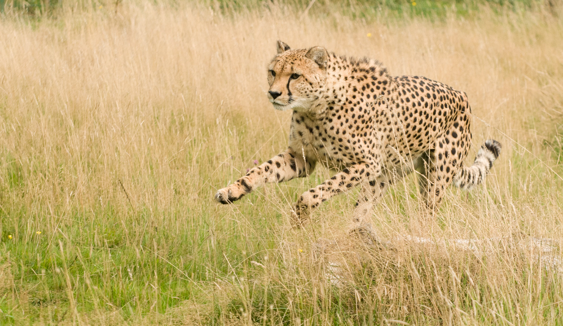 Cheetah at Wildlife Heritage Foundation
