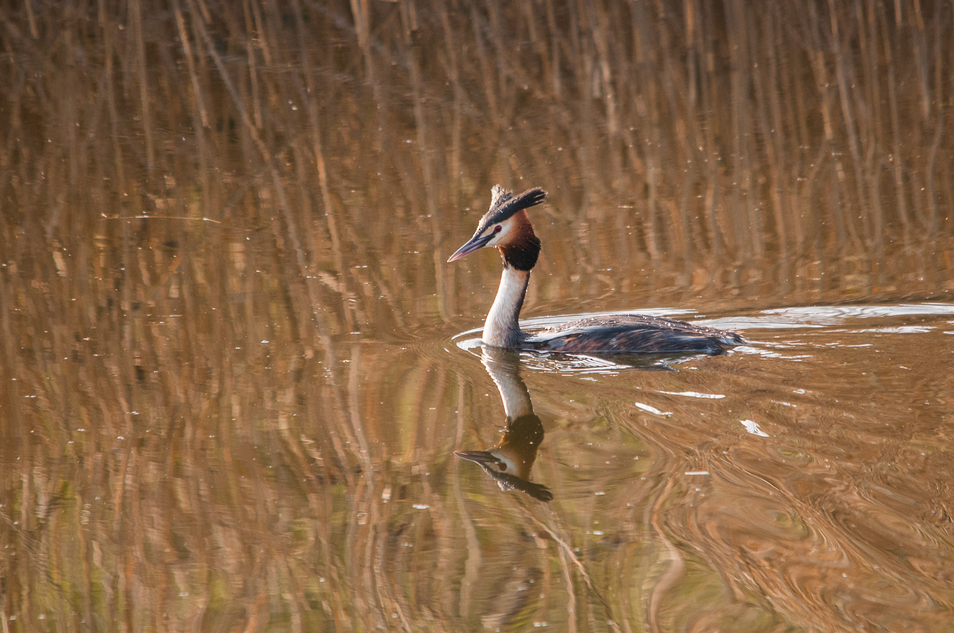 Great Crested Grebe