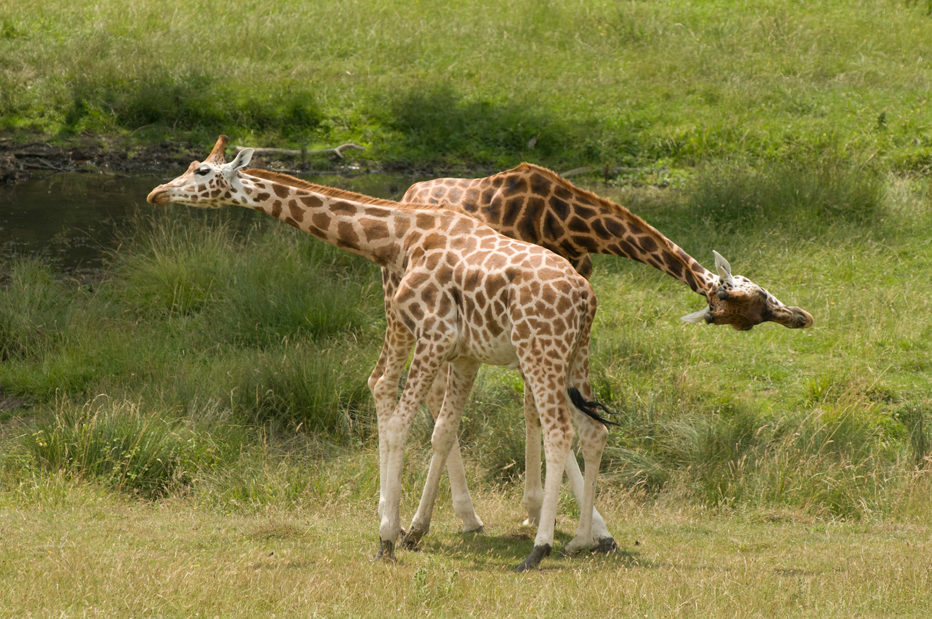 Young Rothschild Giraffes play fighting at Port Lympne Wild Animal Park