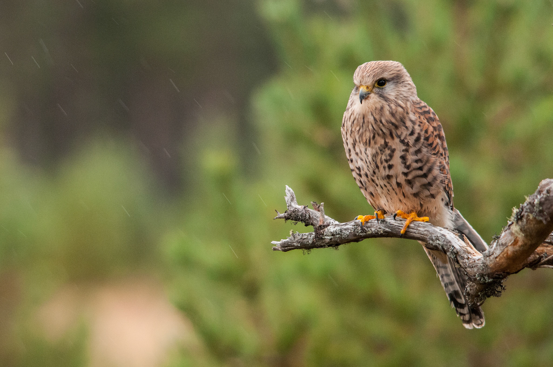 Kestrel