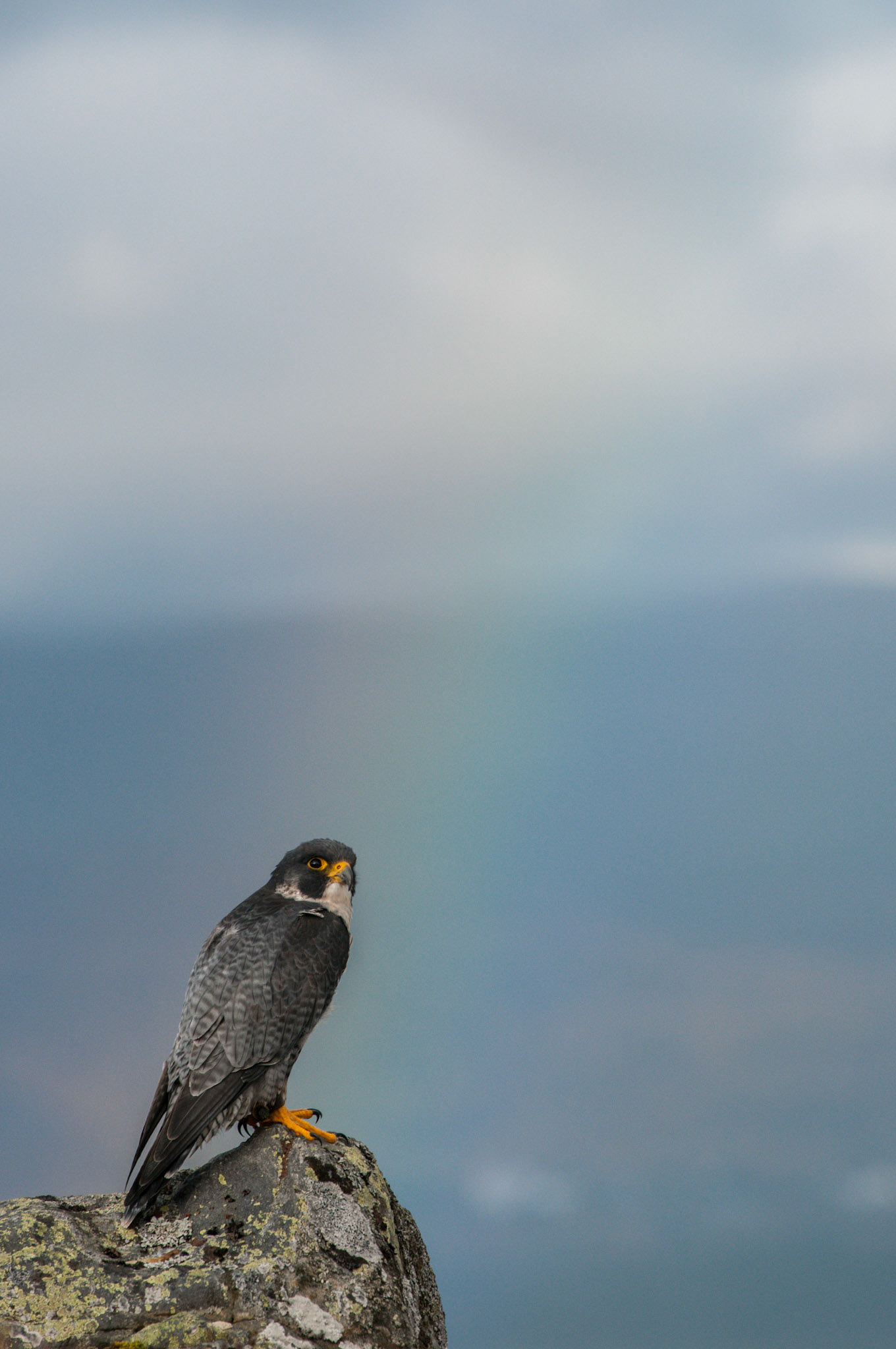 Peregrine Falcon