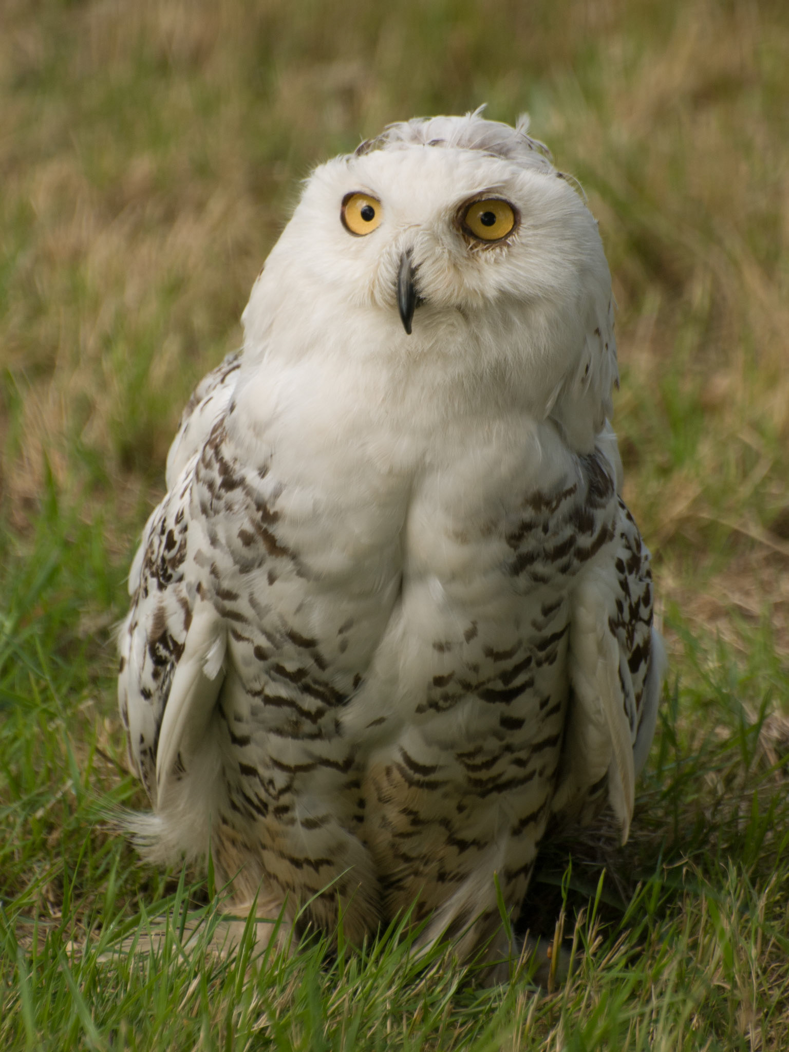 Snowy Owl at the British Wildlife Centre