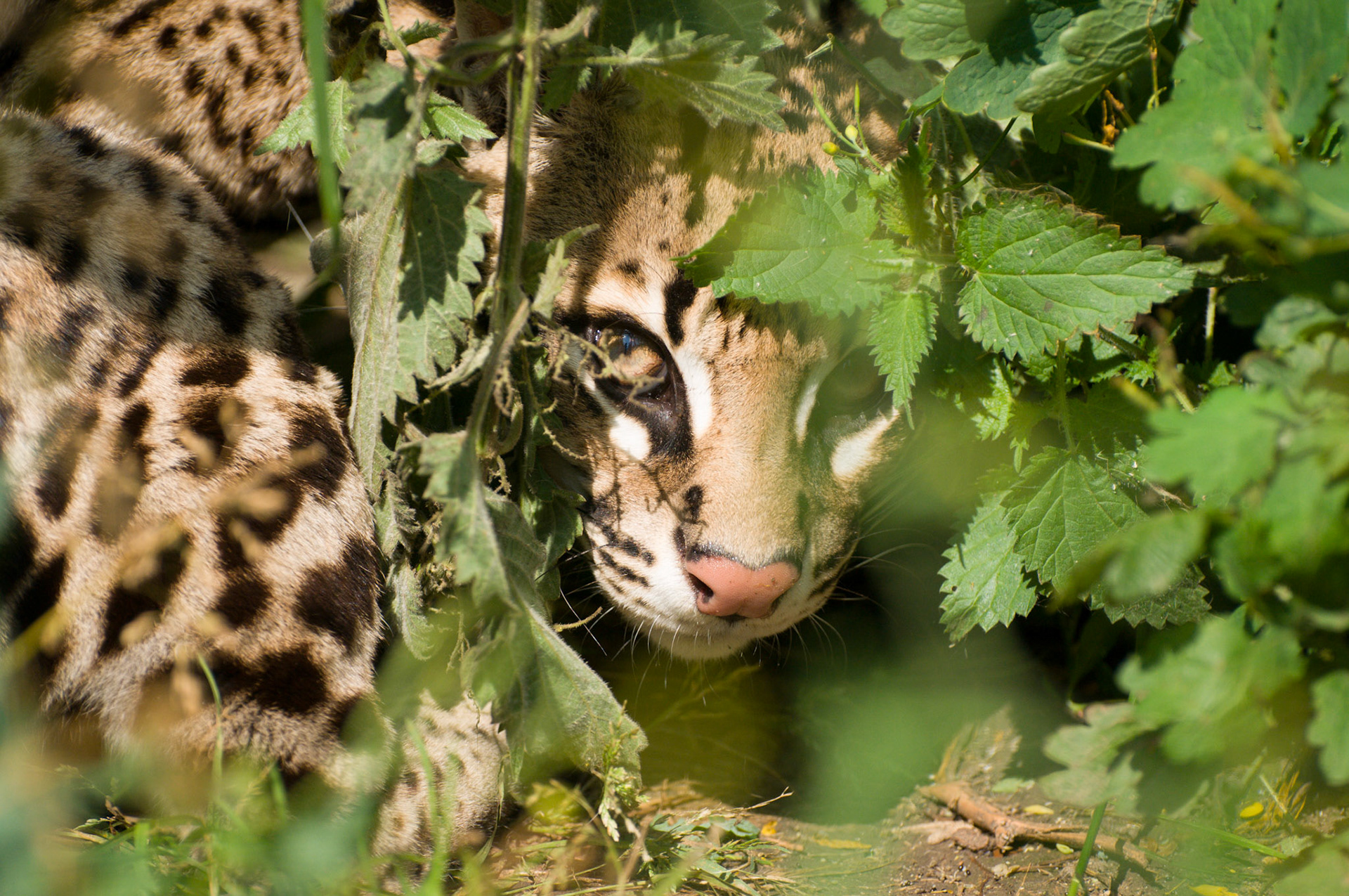 Ocelot at Santago Rare Leopard Project