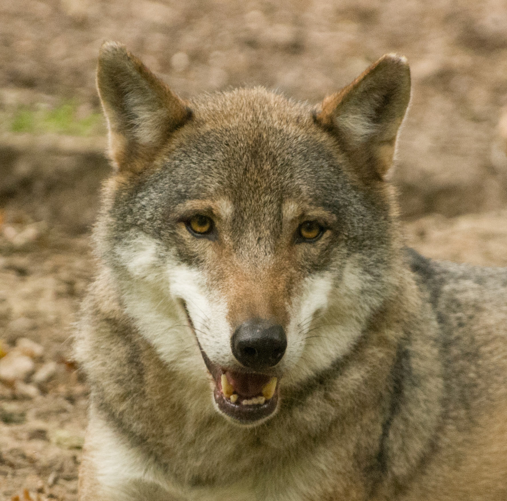 European Grey Wolf at Wildwood Wildlife Park