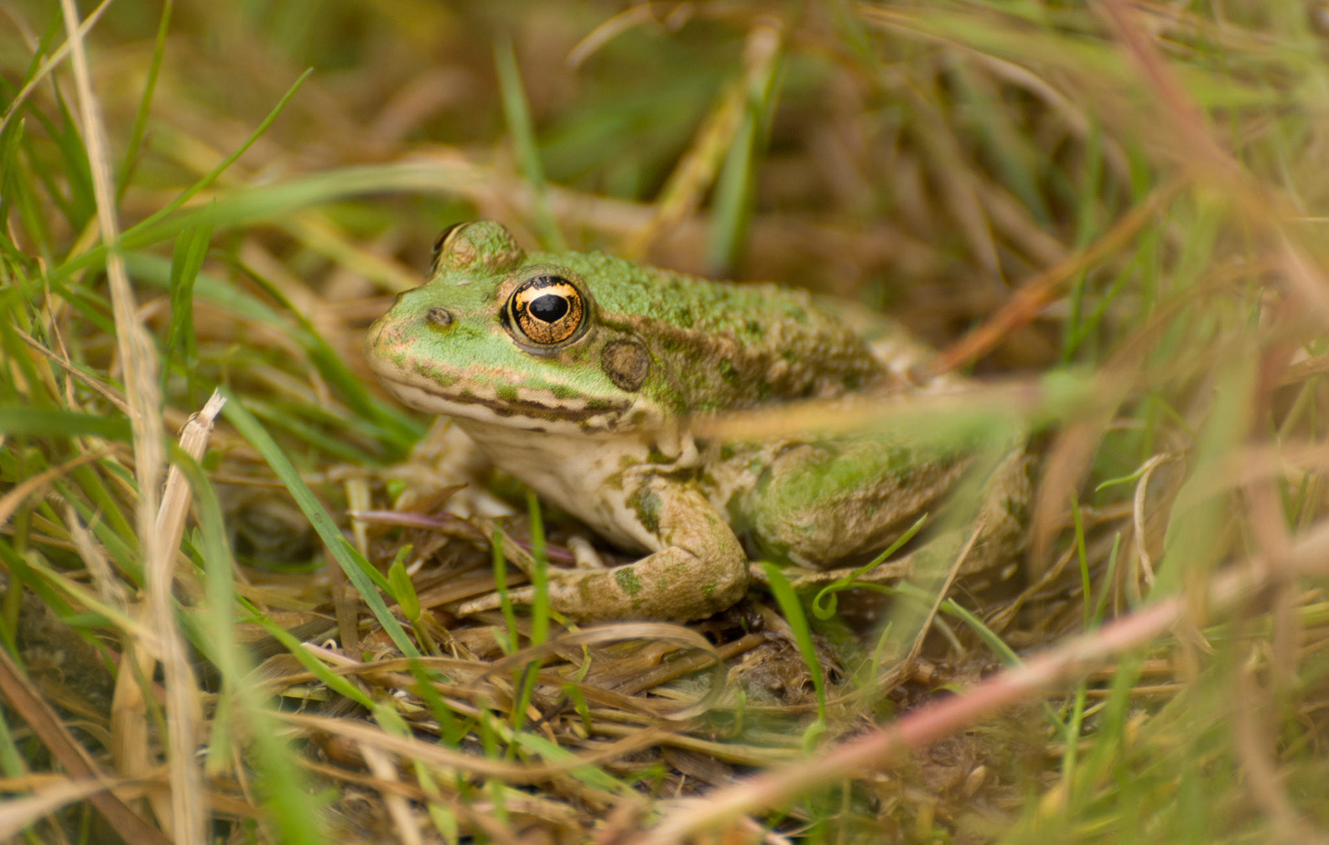 Common Frog at the British Wildlife Centre