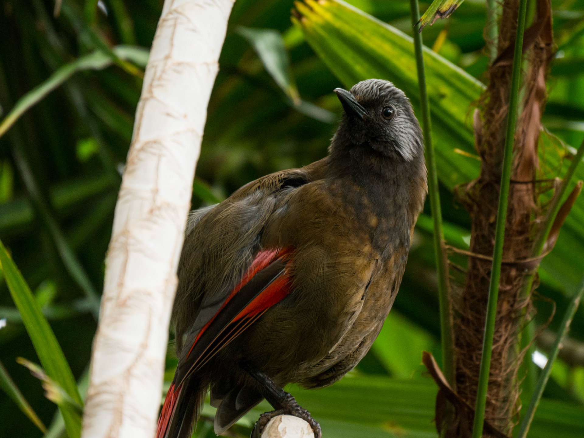 One of the birds at Bloedel Conservatory