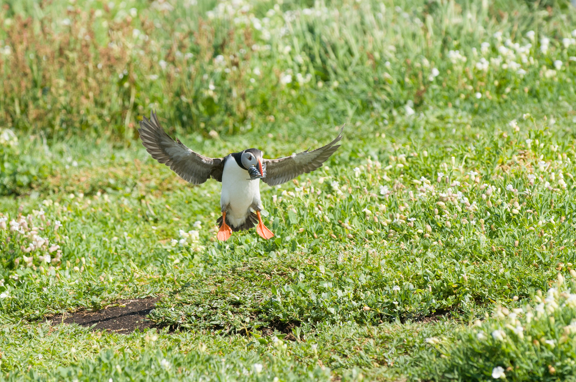 Puffin on Inner Farne