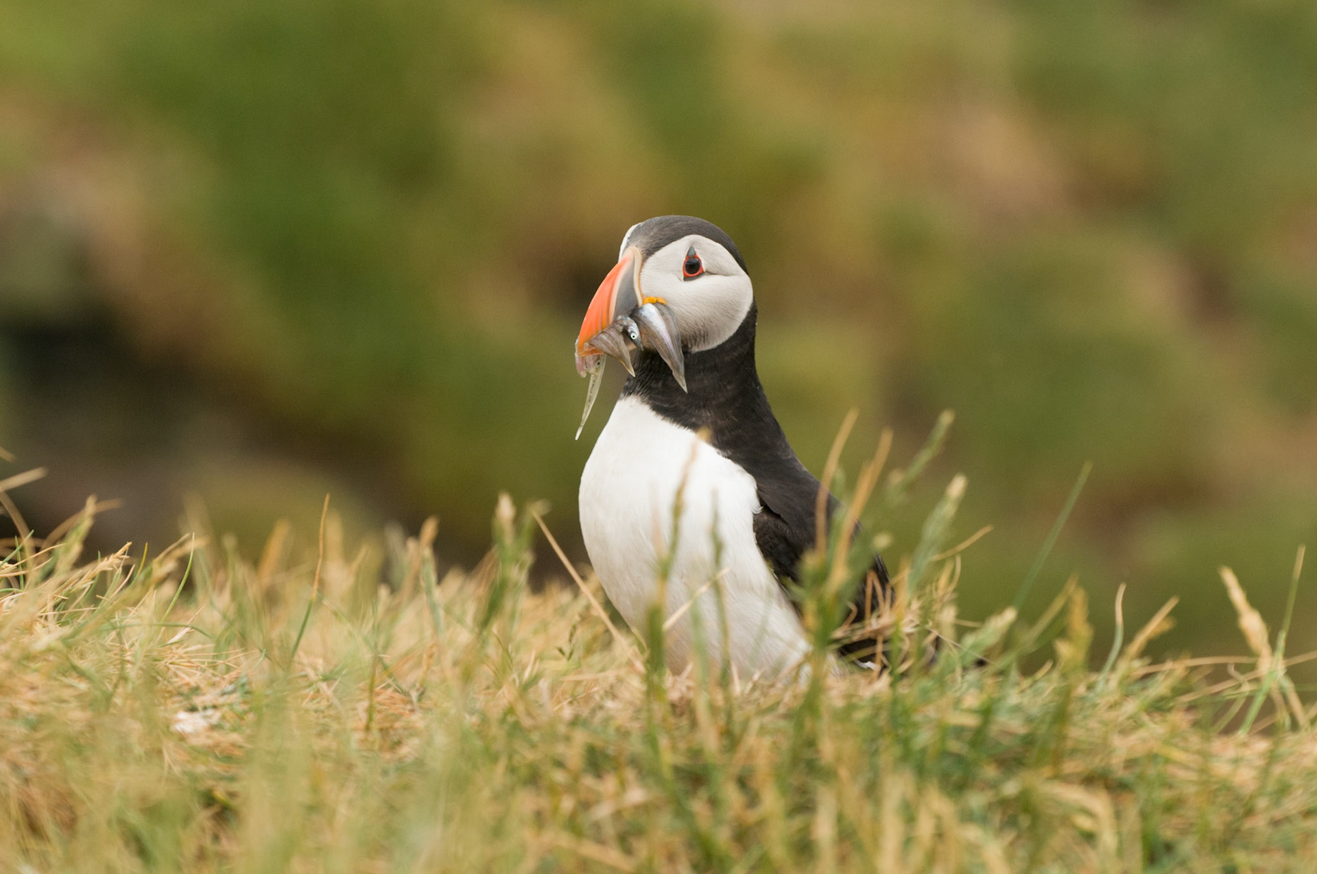Puffin on Staple Island