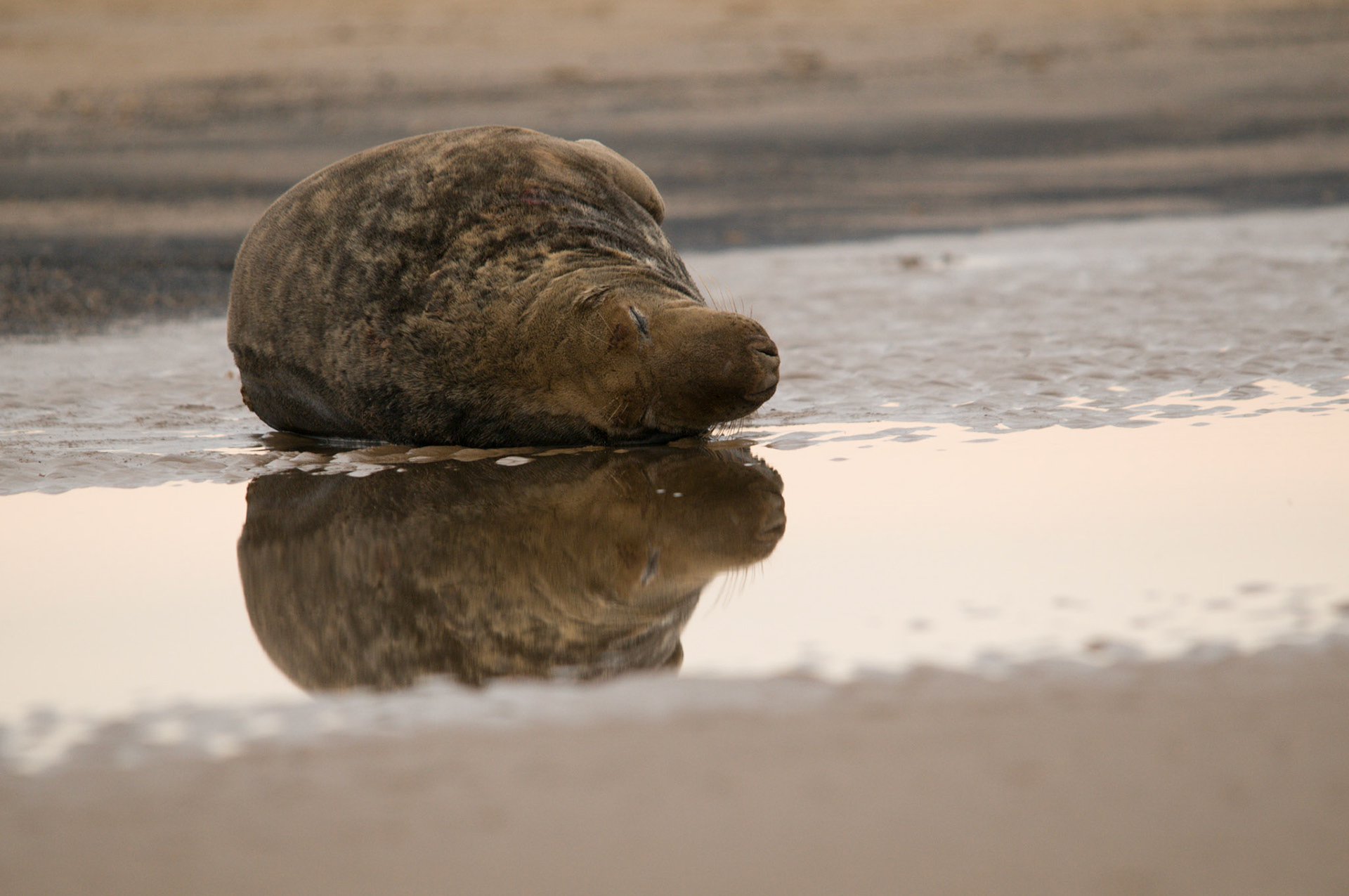 Grey Seal at Donna Nook