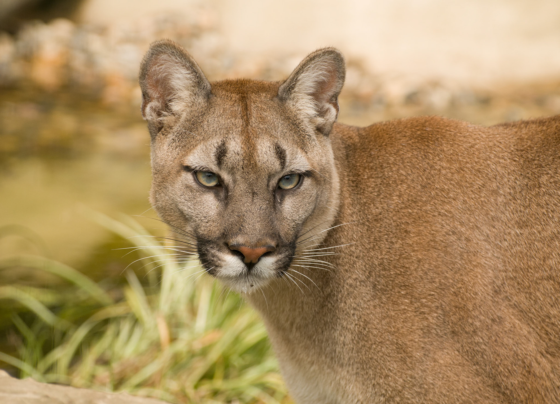 Puma at Wildlife Heritage Foundation