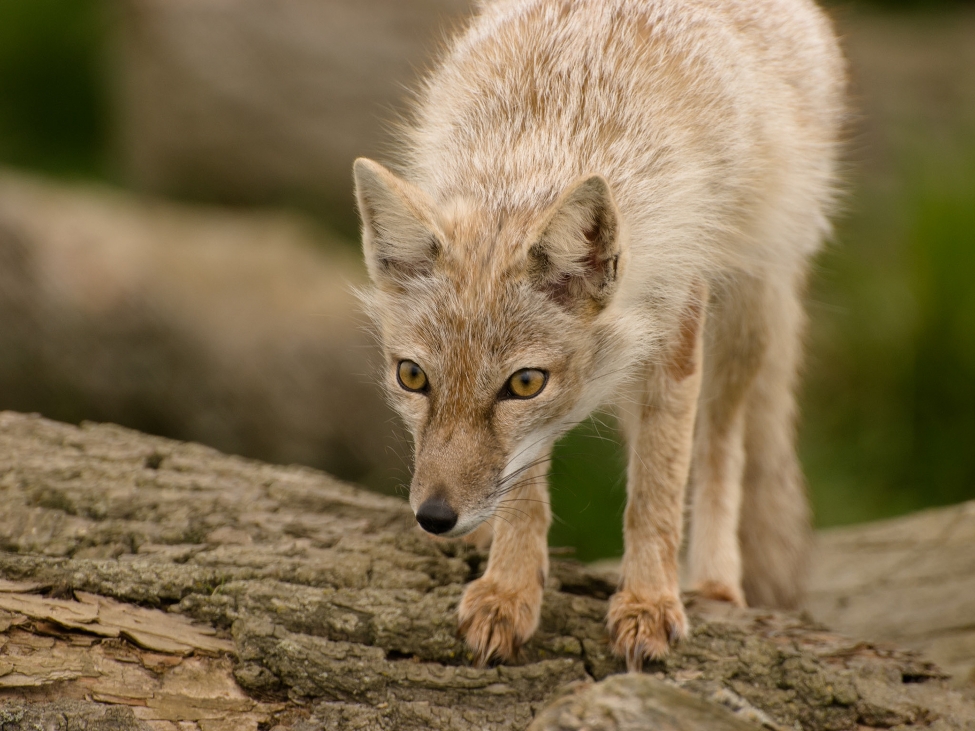 Corsac Fox at Hamerton Zoo