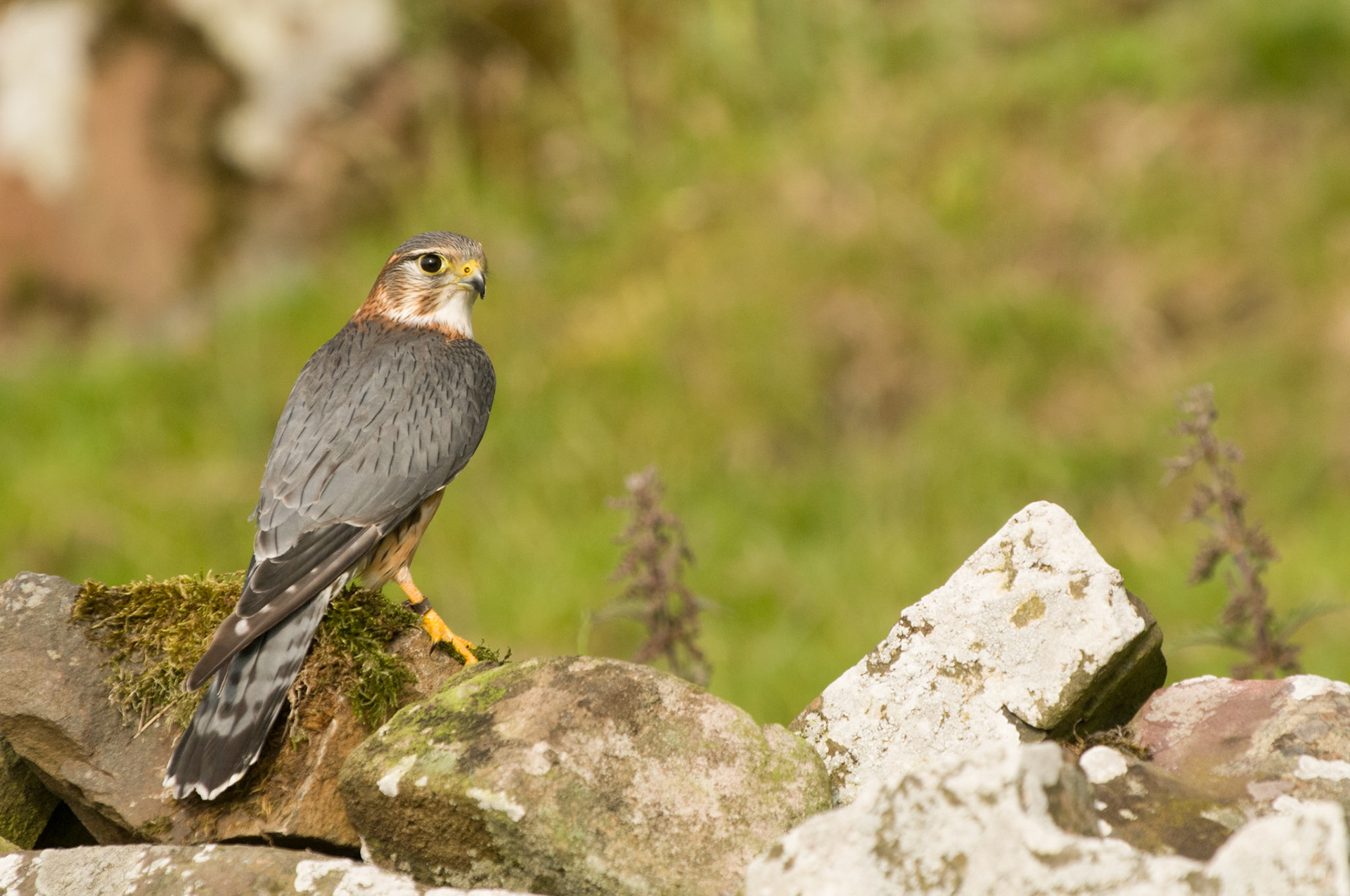 Merlin with falconer in Bamburgh