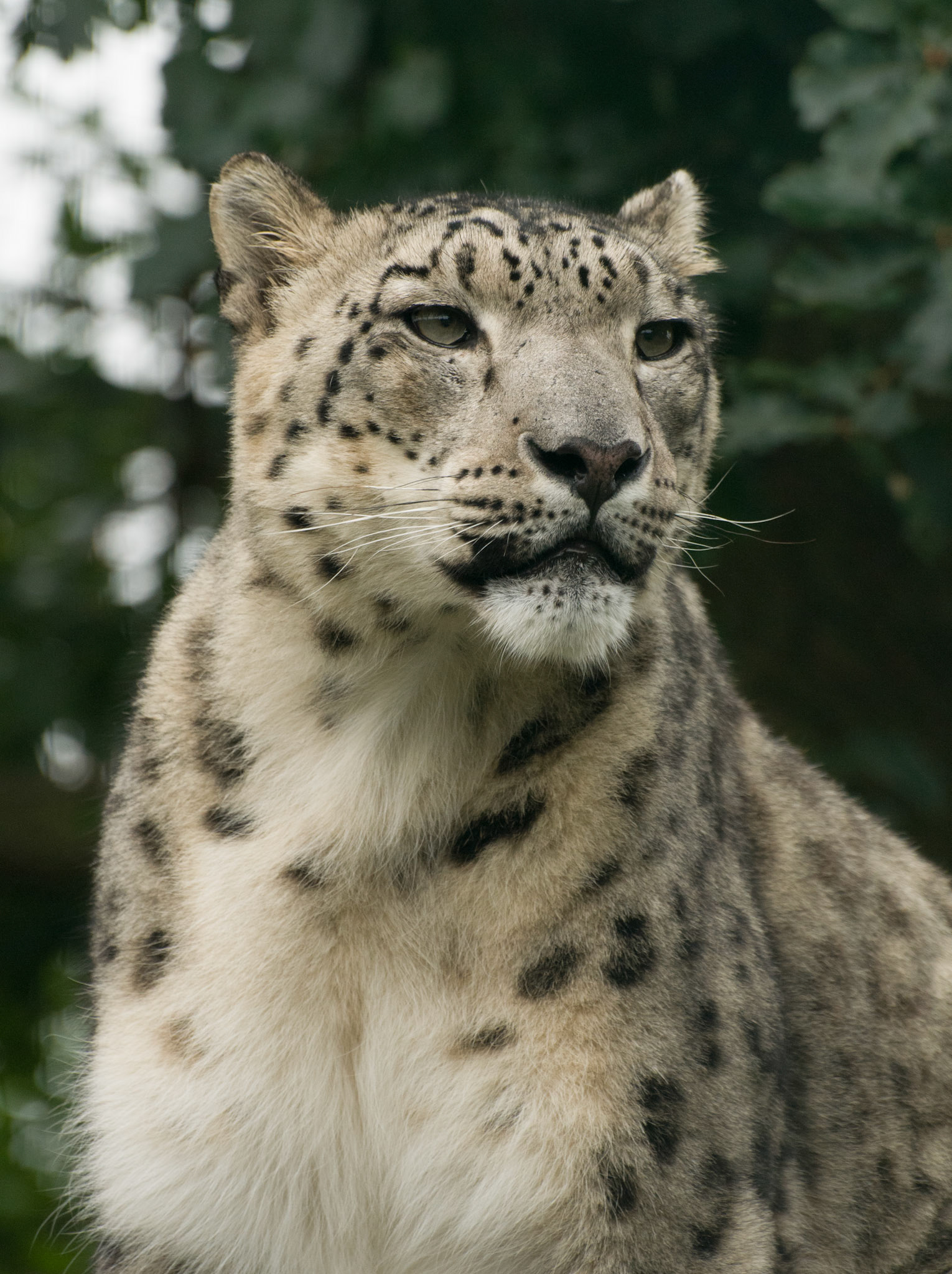 Snow Leopard at Wildlife Heritage Foundation