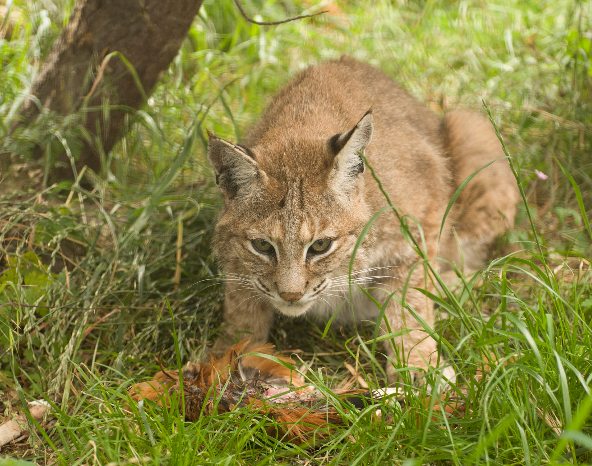 Bobcat at the Cat Survival Trust