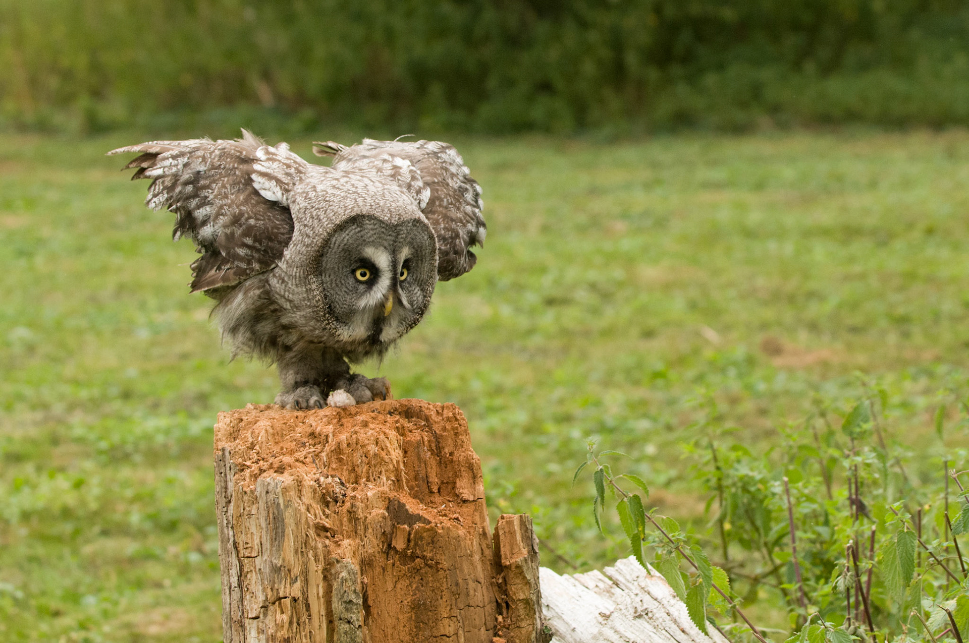Great Grey Owl with falconer in Whissendine