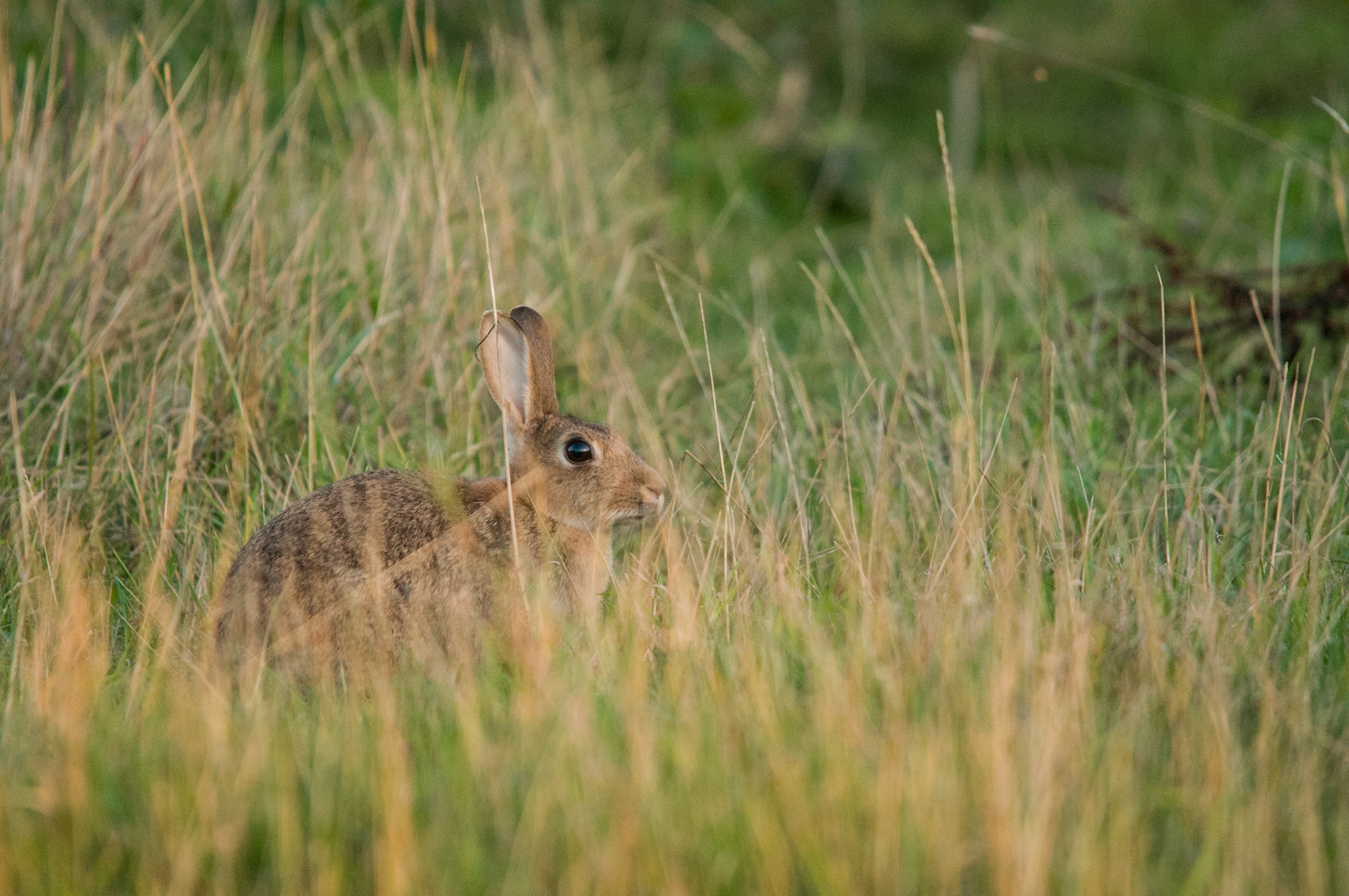 Rabbit in the grass at the end of a farm track in Warboys