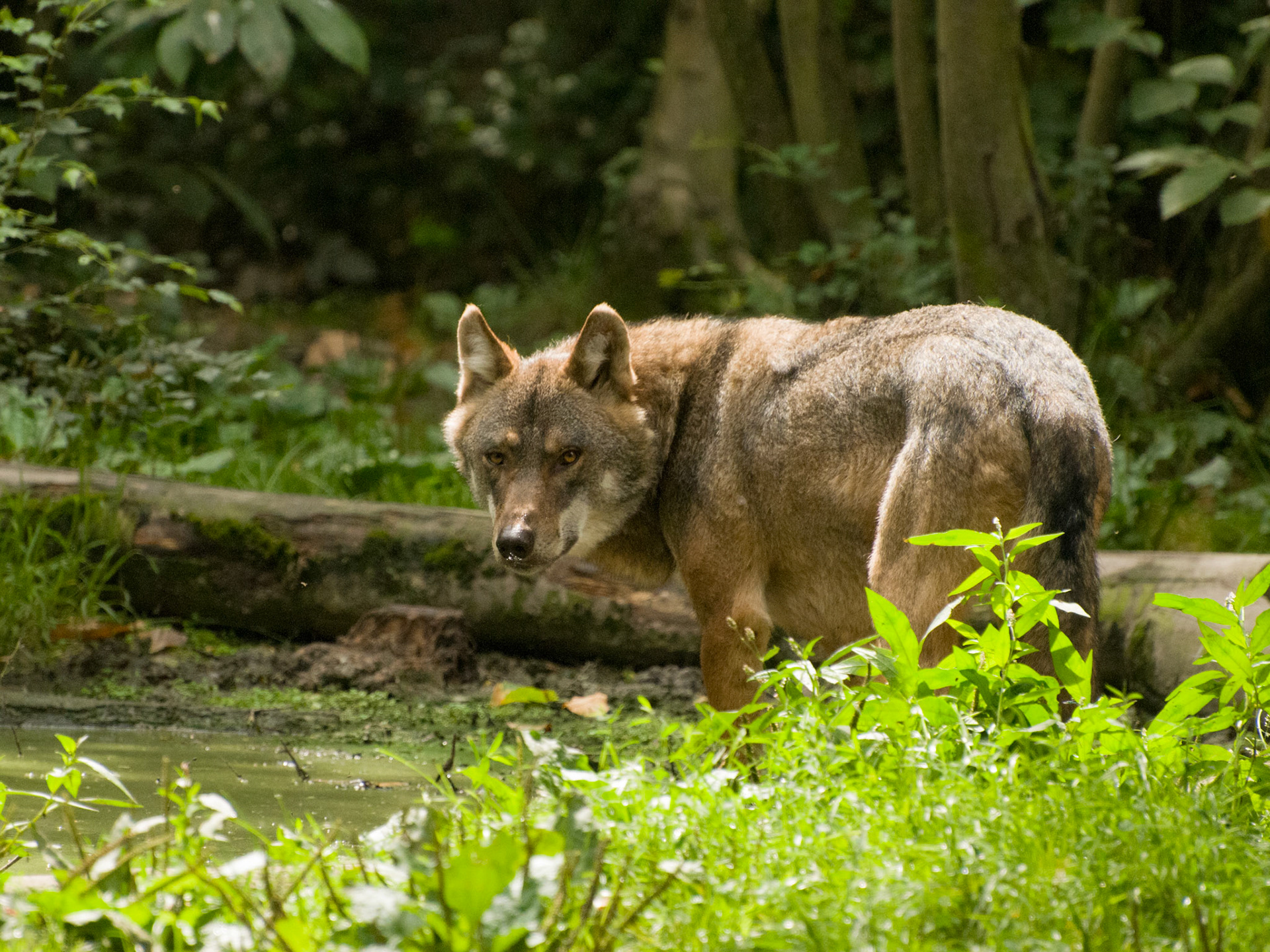 European Grey Wolf at Wildwood Wildlife Park